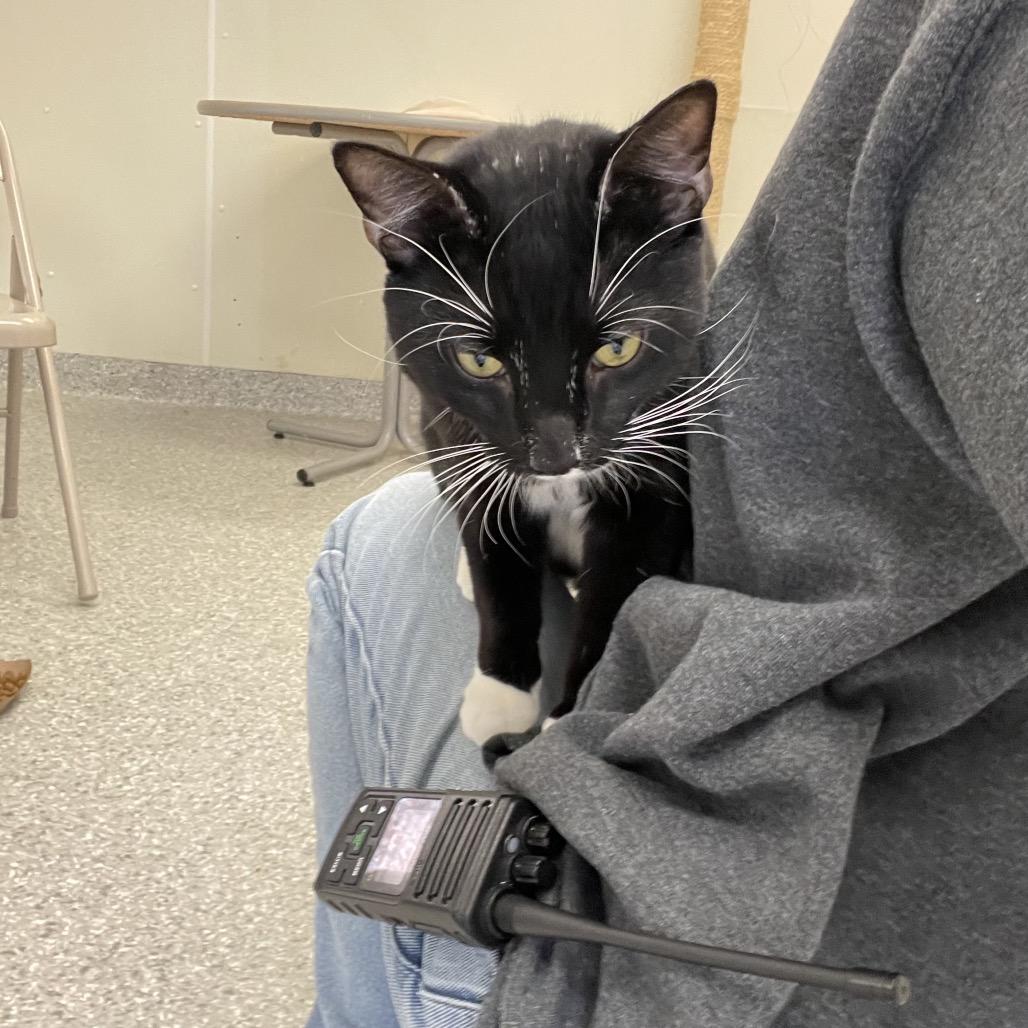 Enlarge Garfunkel (Bonded to Simon), a Adoptable Domestic Short Hair in Enfield, NH image 2/5