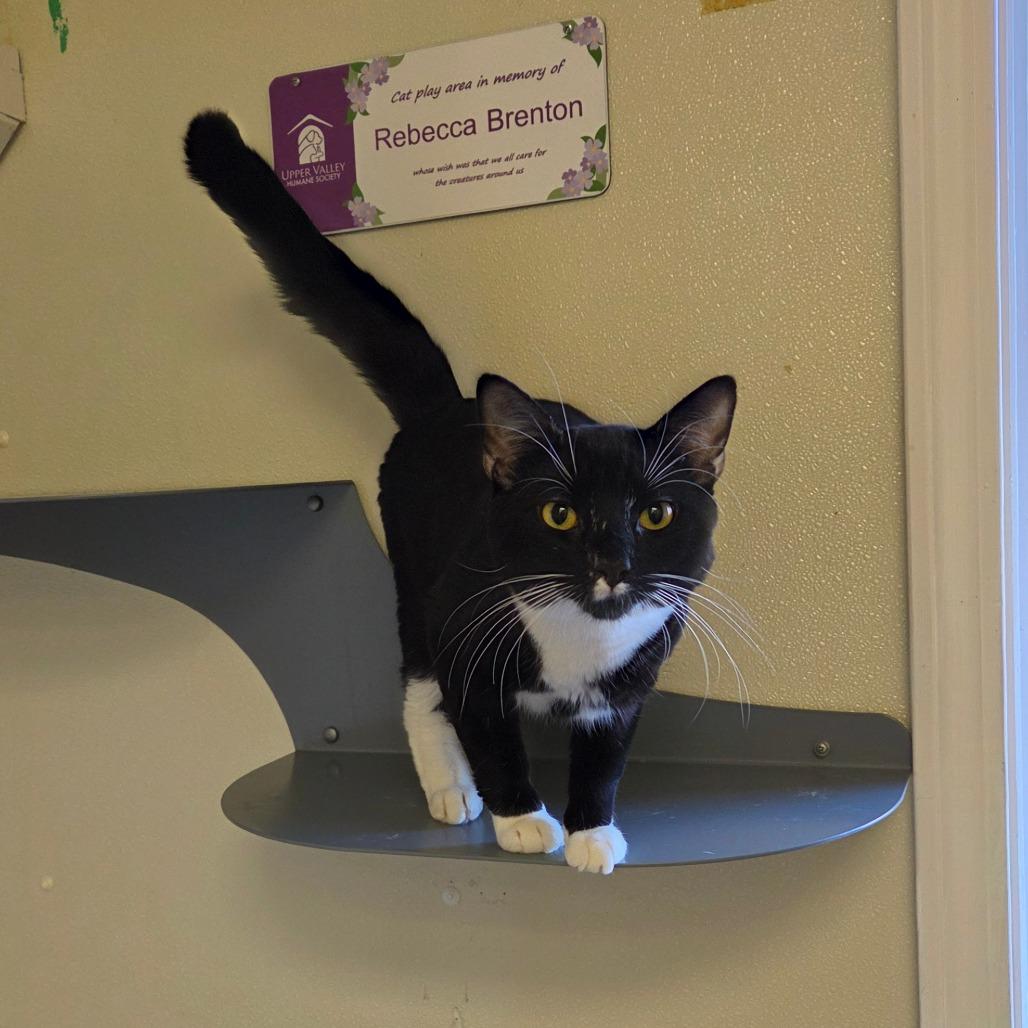 Enlarge Garfunkel (Bonded to Simon), a Adoptable Domestic Short Hair in Enfield, NH image 3/5