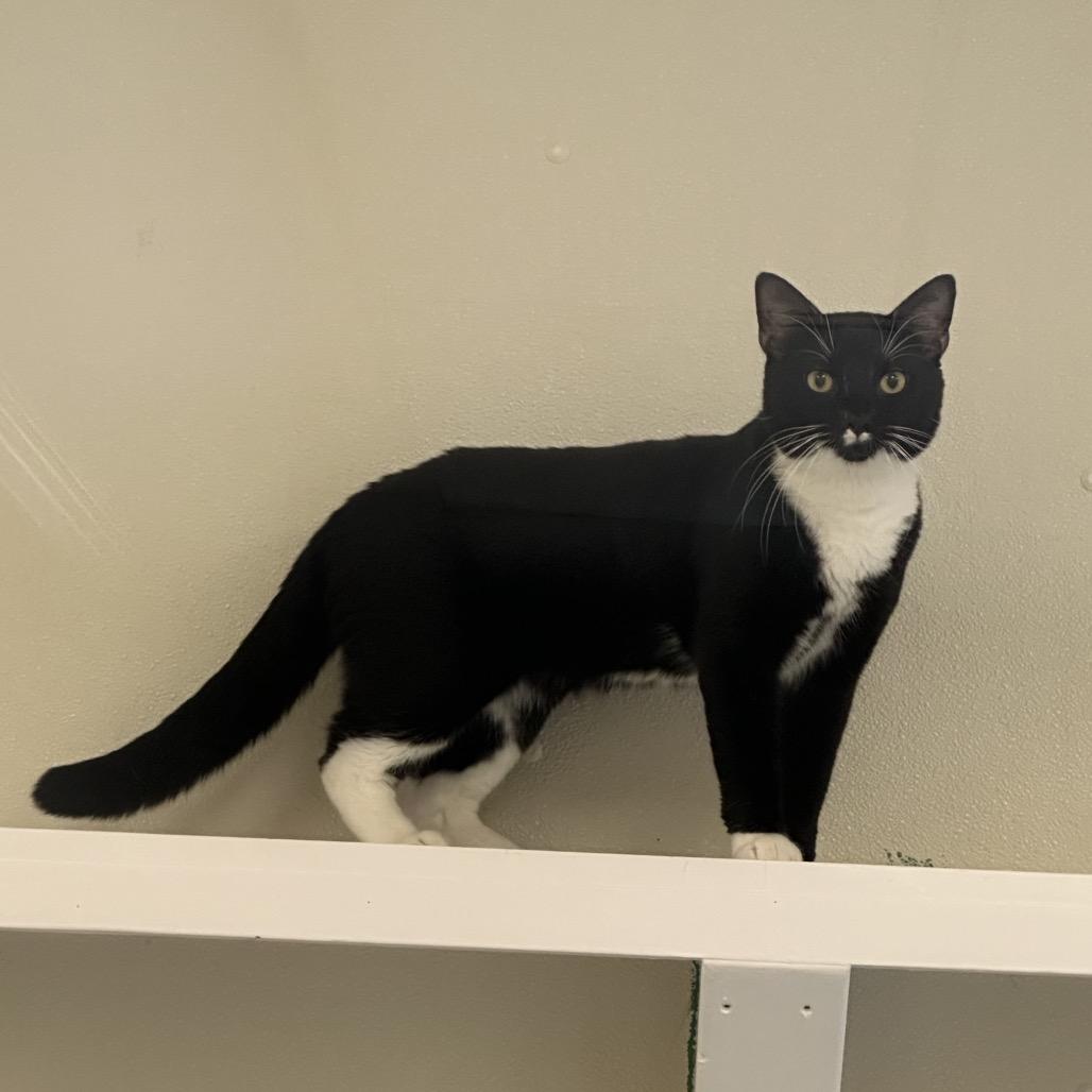 Enlarge Garfunkel (Bonded to Simon), a Adoptable Domestic Short Hair in Enfield, NH image 4/5