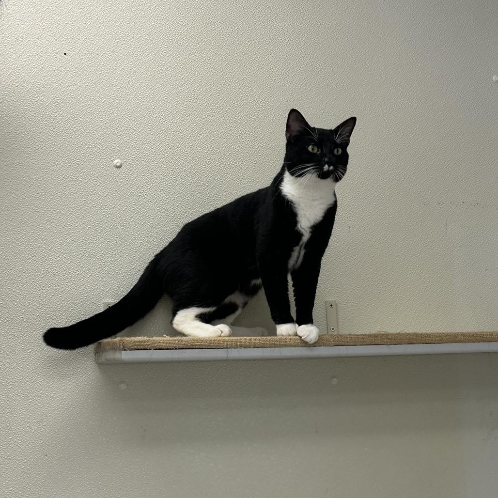 Enlarge Garfunkel (Bonded to Simon), a Adoptable Domestic Short Hair in Enfield, NH image 5/5