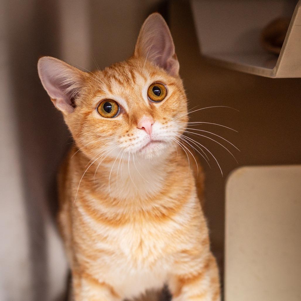 Steve, Adoptable, Young Male Domestic Short Hair & Domestic Short Hair.