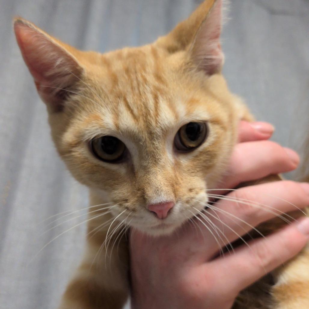 Enlarge Steve, a Adoptable mixed breed in Hattiesburg, MS image 2/2