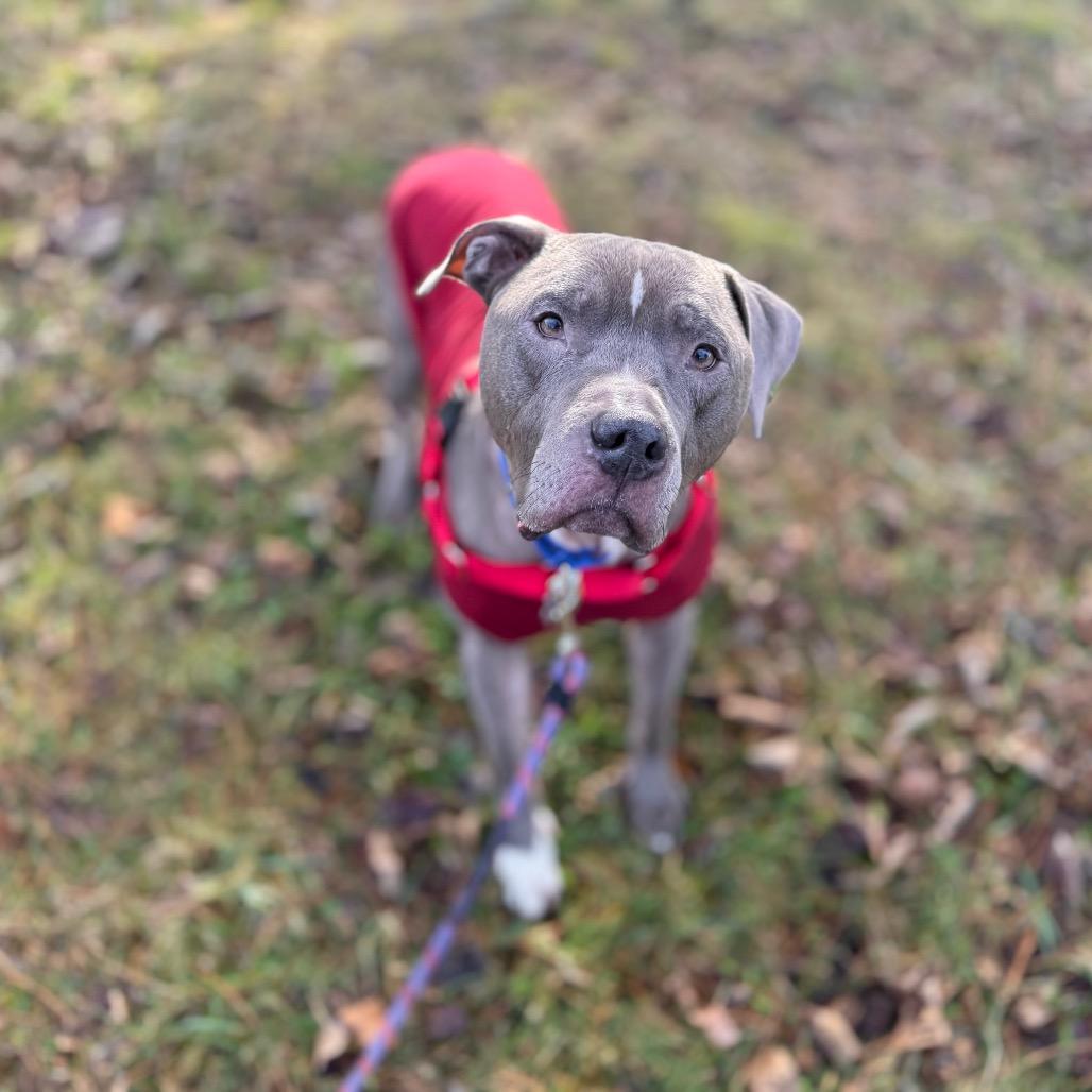 Enlarge Scooby, a Adoptable American Staffordshire Terrier in Bellingham, WA image 1/6