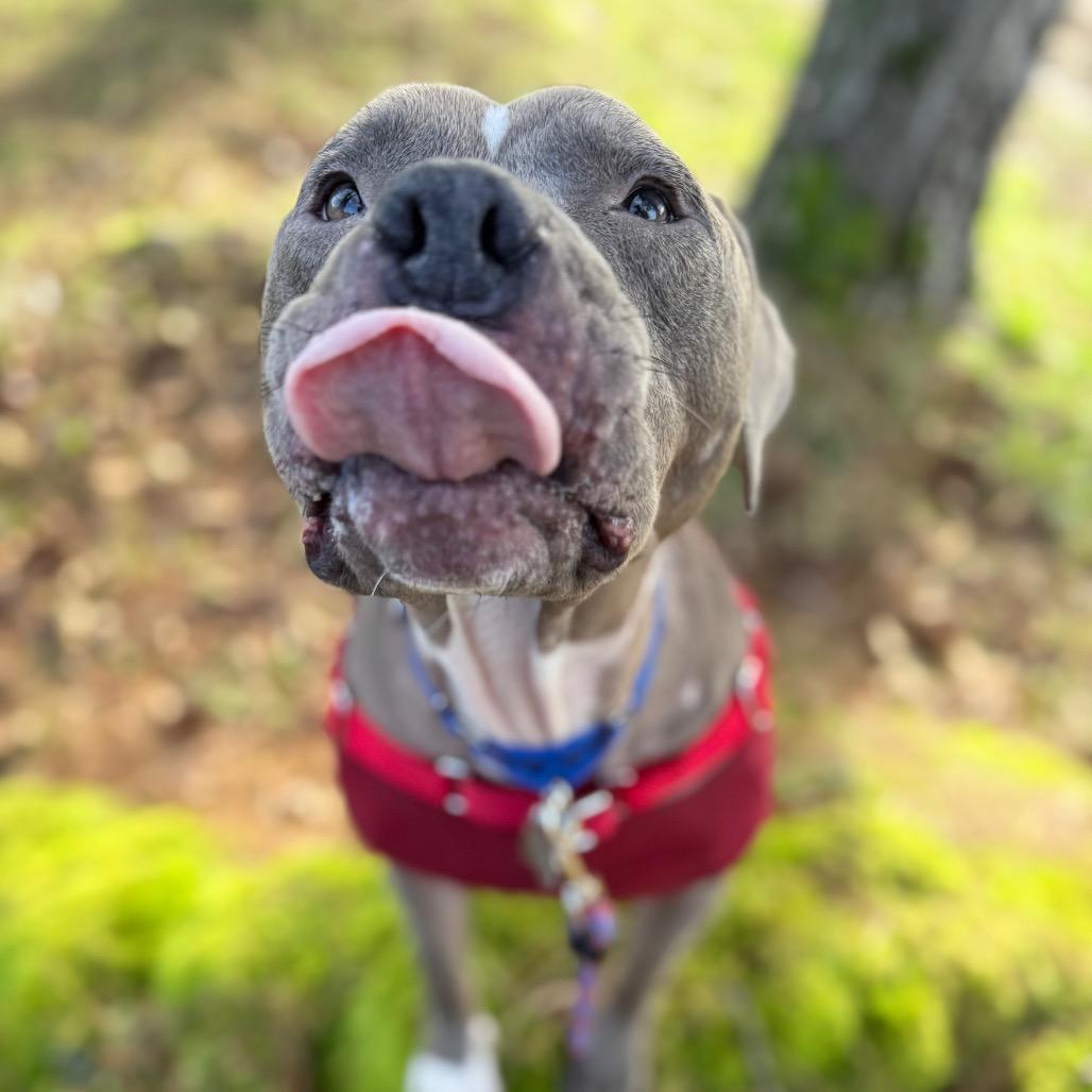 Enlarge Scooby, a Adoptable American Staffordshire Terrier in Bellingham, WA image 2/6