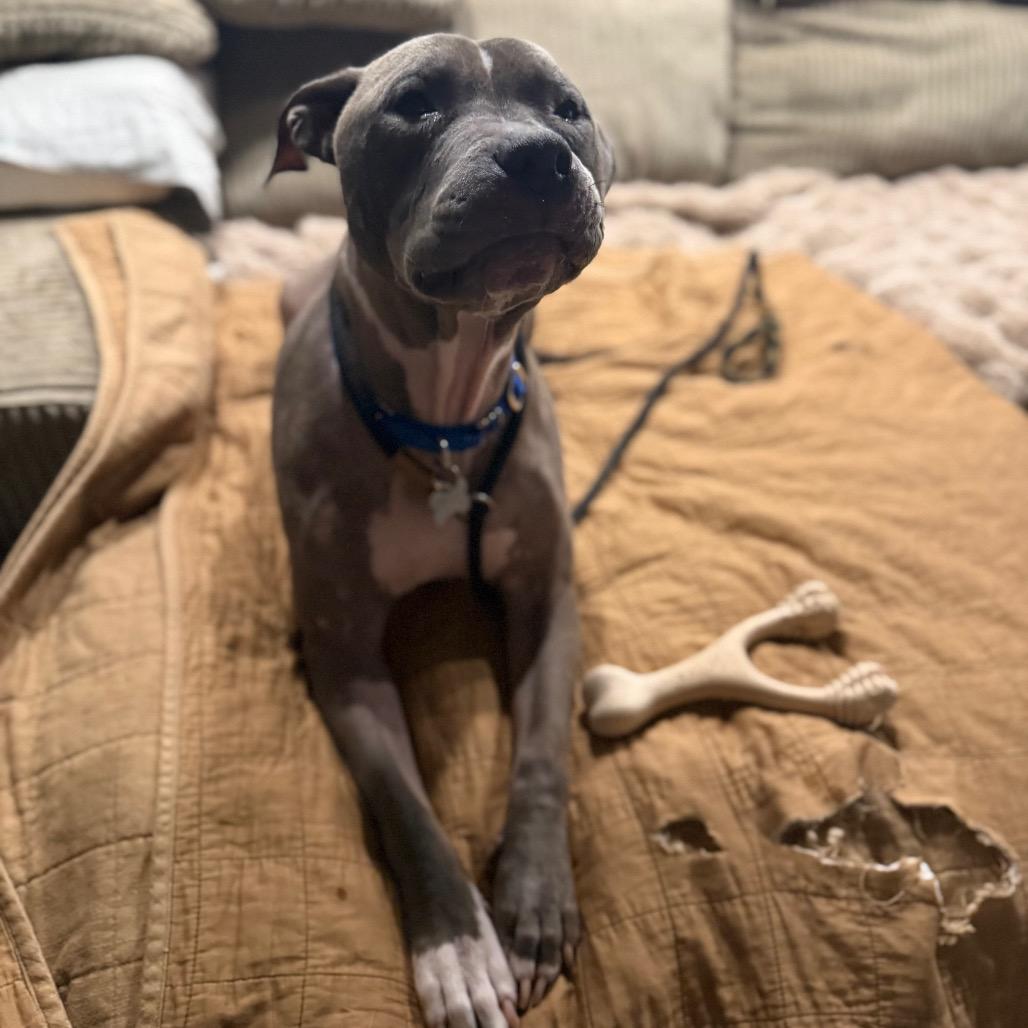 Enlarge Scooby, a Adoptable American Staffordshire Terrier in Bellingham, WA image 3/6