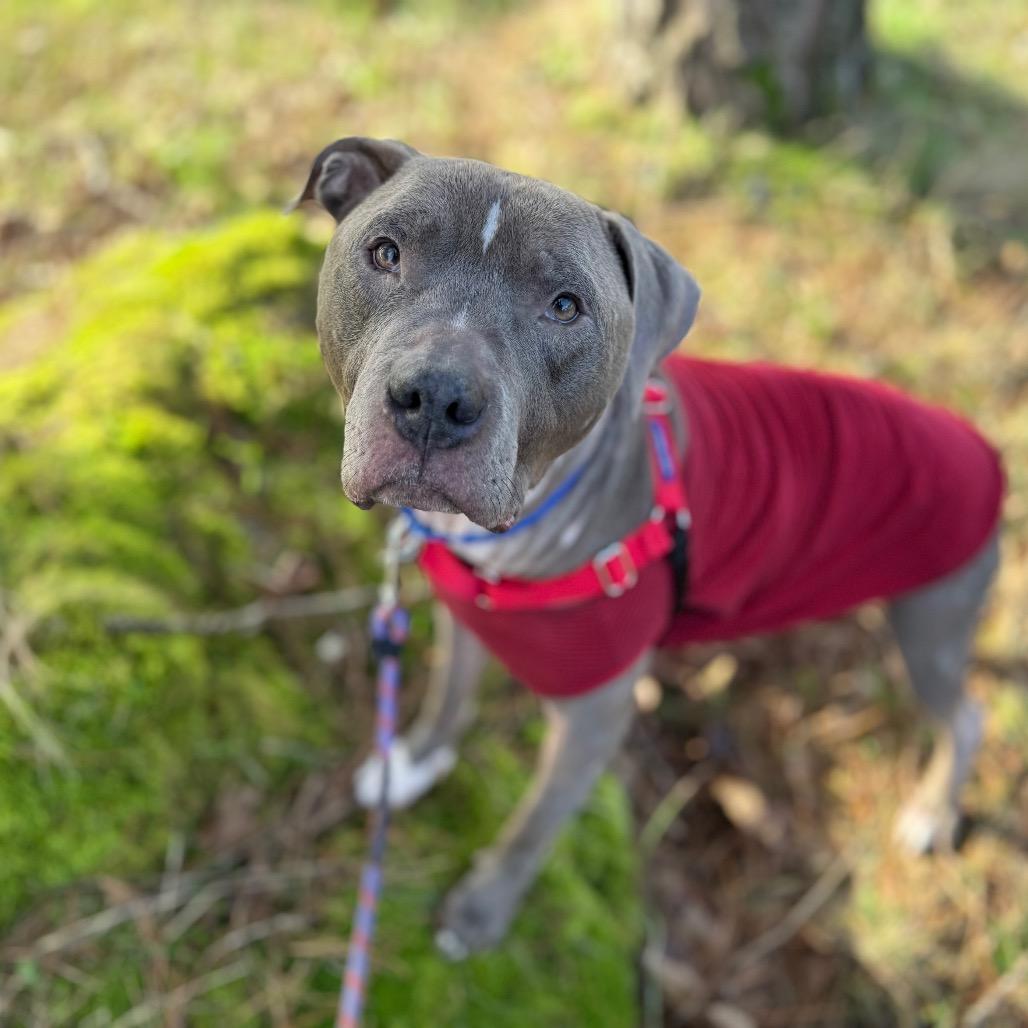 Enlarge Scooby, a Adoptable American Staffordshire Terrier in Bellingham, WA image 4/6