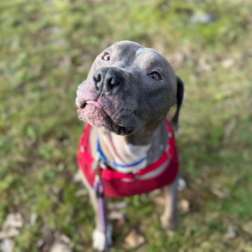 Enlarge Scooby, a Adoptable American Staffordshire Terrier in Bellingham, WA image 6/6