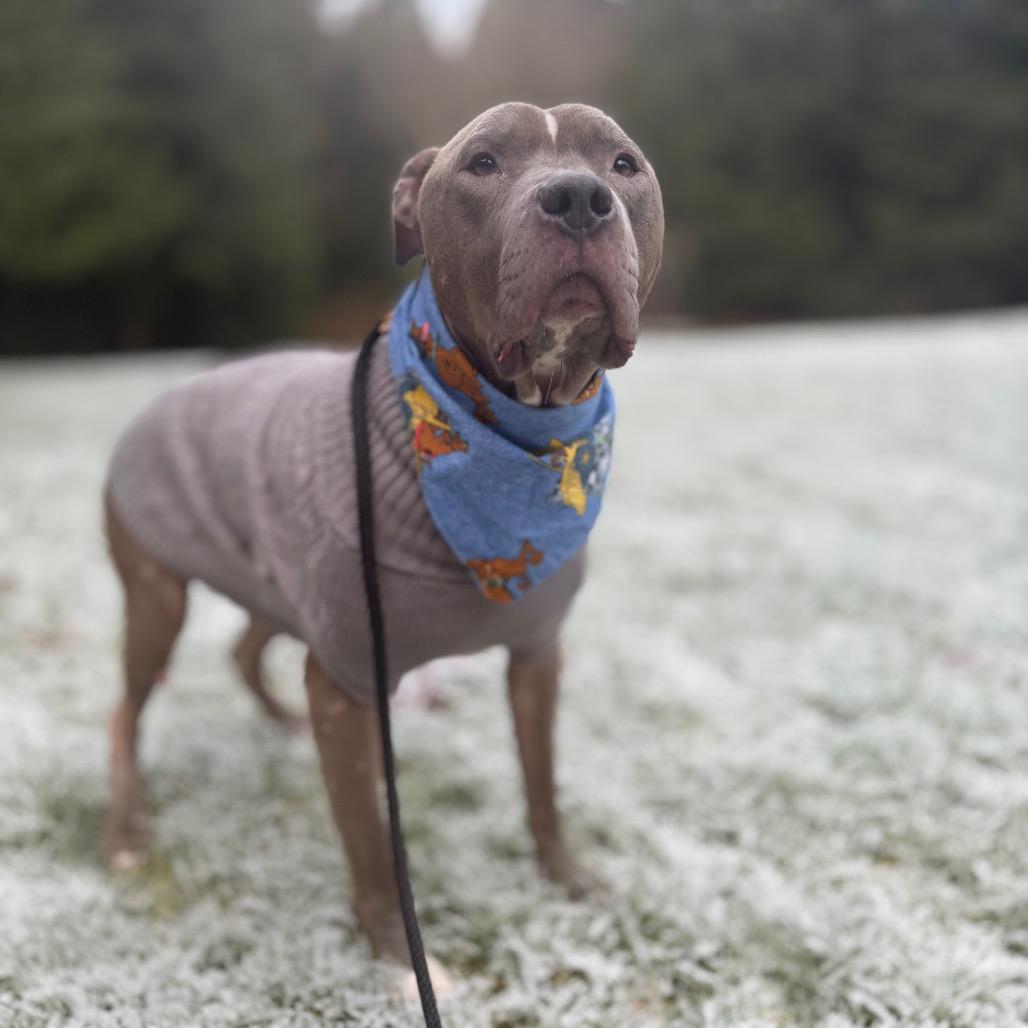 Enlarge Scooby, a Adoptable American Staffordshire Terrier in Bellingham, WA image 6/6