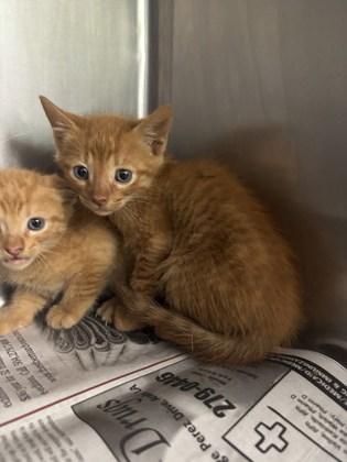 Inky, Adoptable, Young Male Domestic Medium Hair & Domestic Short Hair.