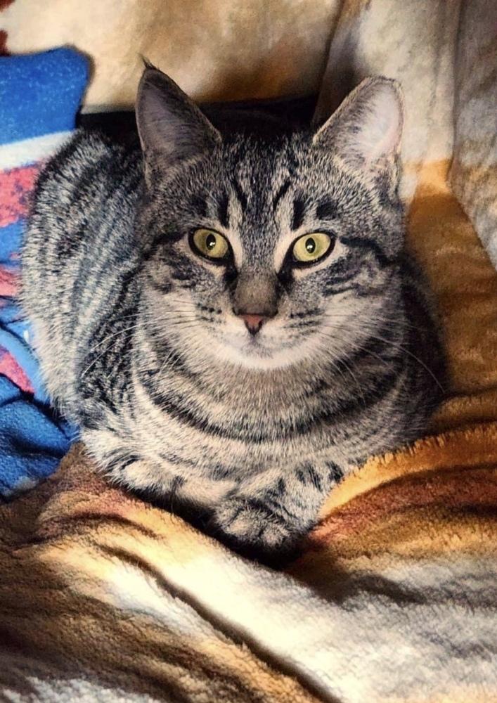 Chestnut, Adoptable, Young Male American Shorthair & Tabby.