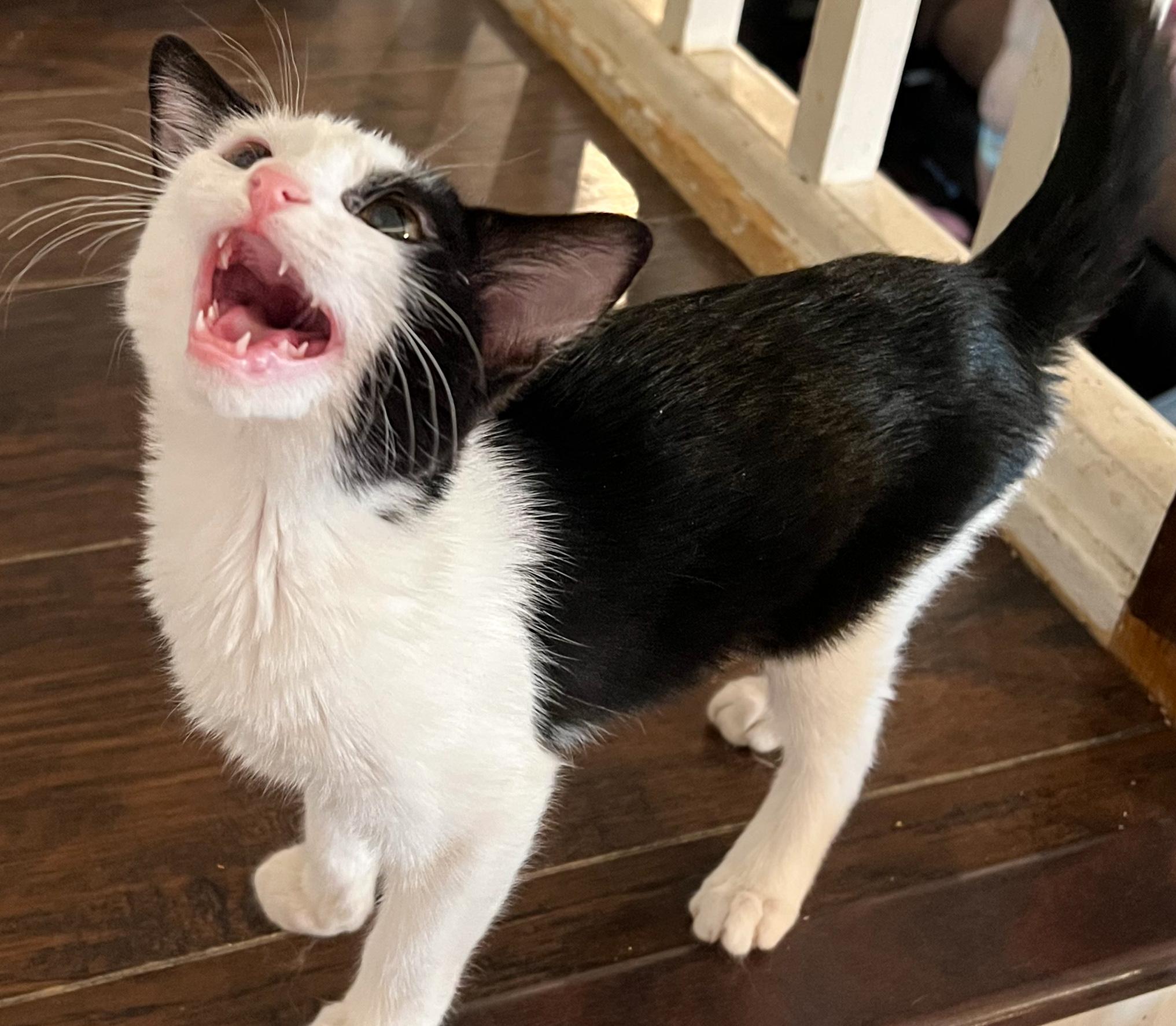 Misty, an adoptable Domestic Short Hair in Price, UT, 84501 | Photo Image 4