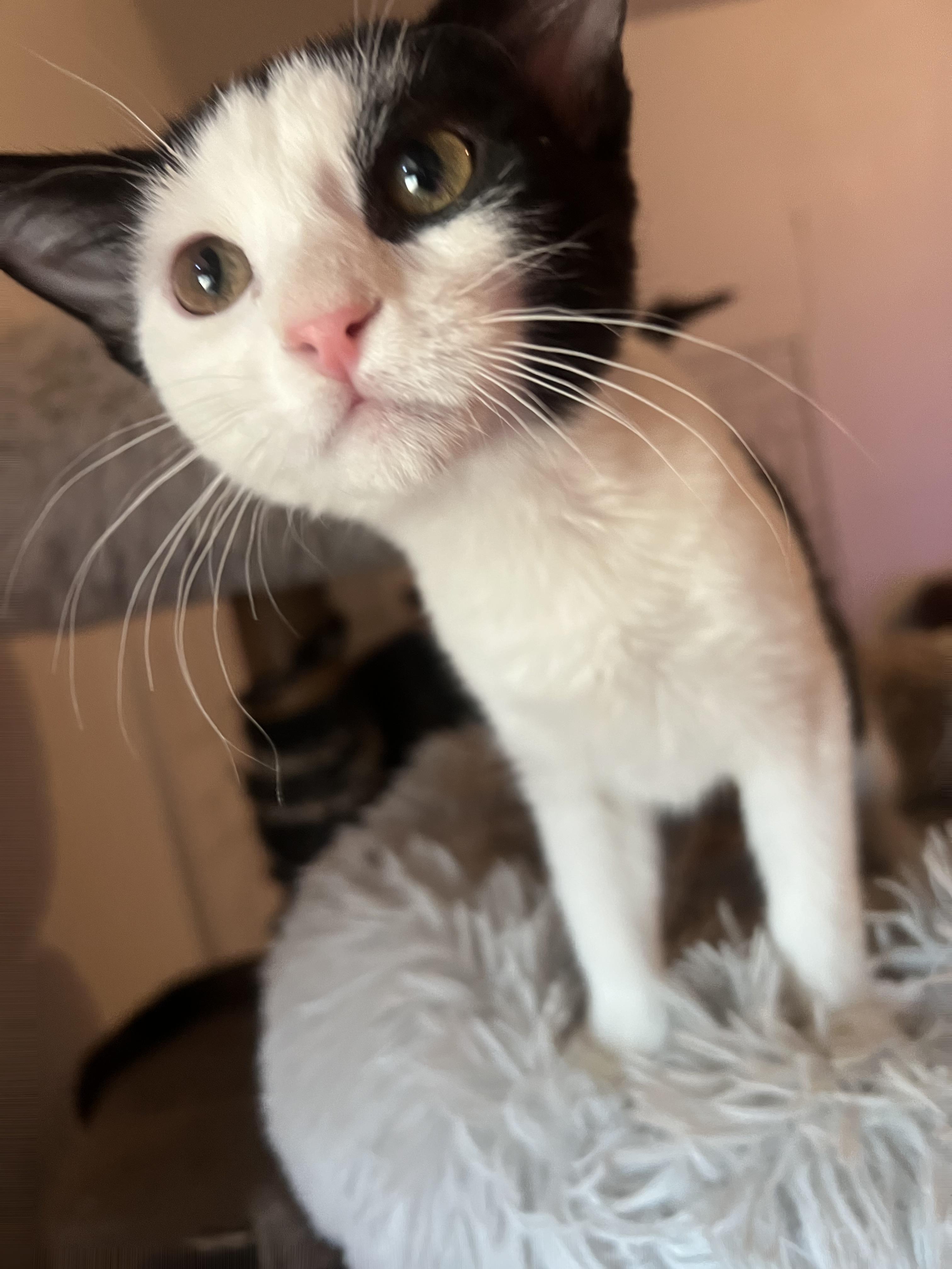 Misty, an adoptable Domestic Short Hair in Price, UT, 84501 | Photo Image 2