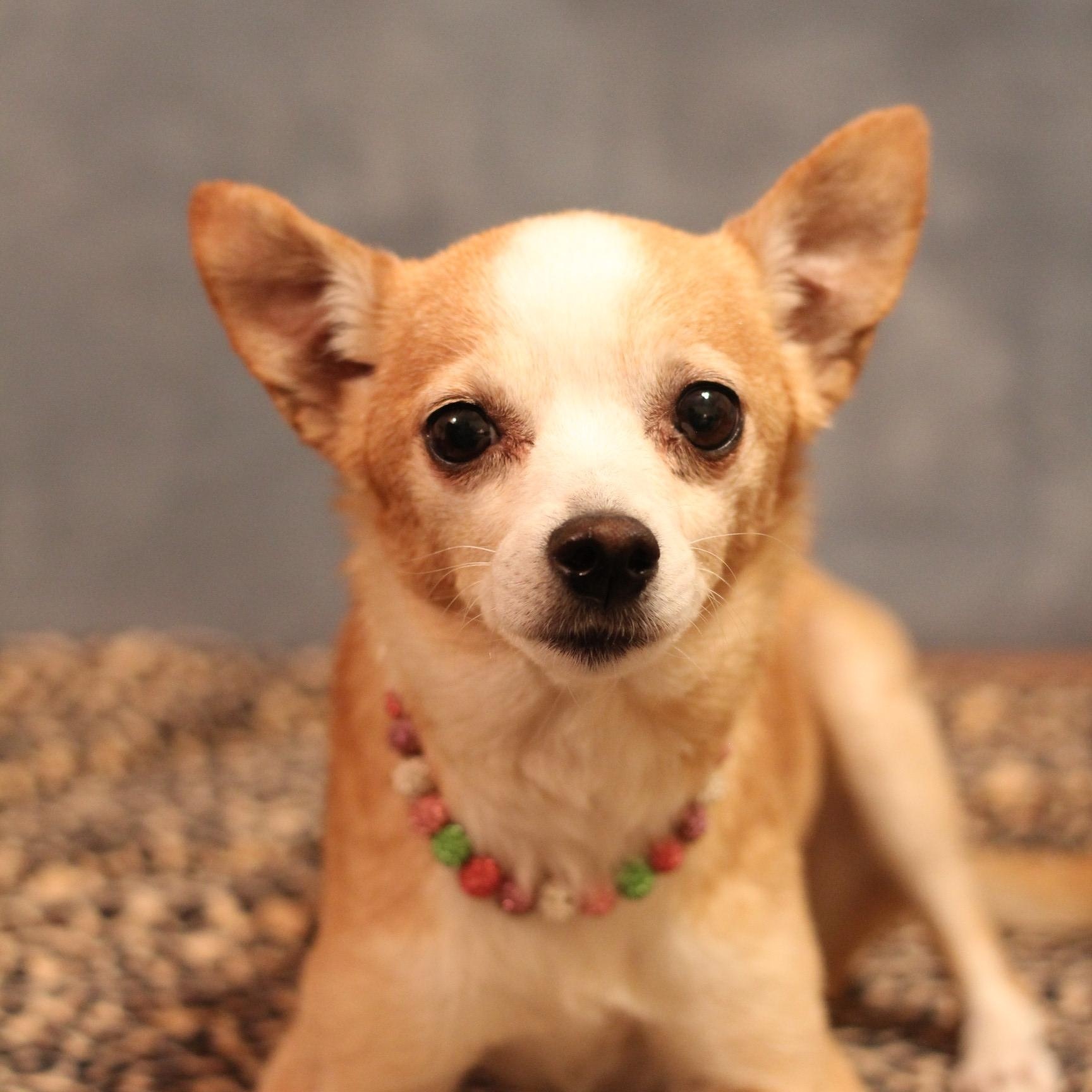 Punkin, Adoptable, Adult Female Chihuahua.