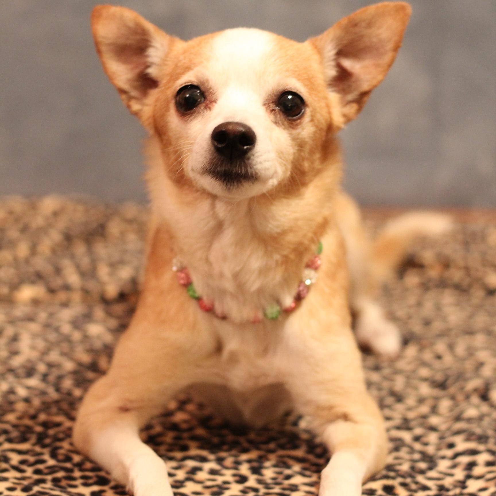 Enlarge Punkin, a Adoptable Chihuahua in Yukon, OK image 4/4
