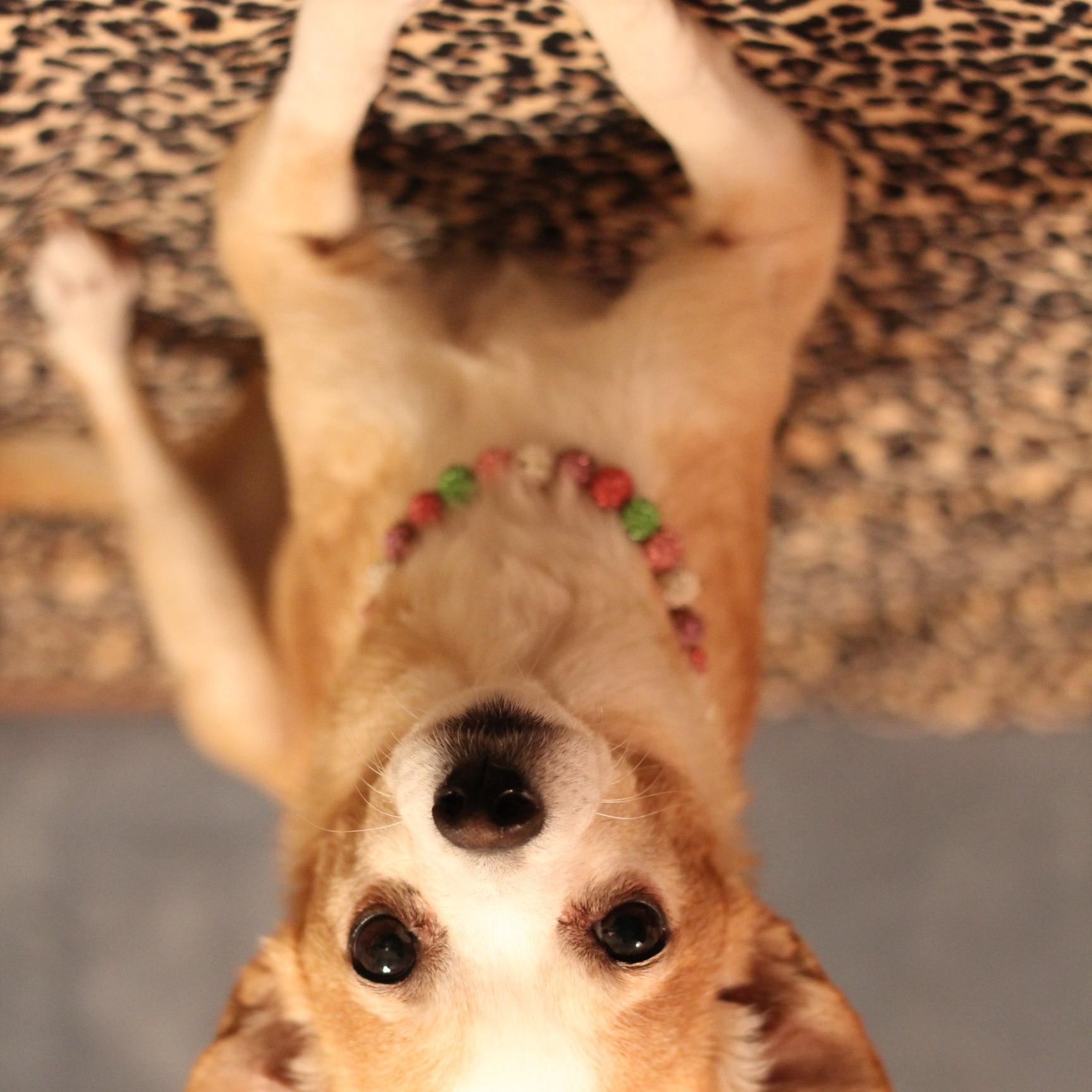 Enlarge Punkin, a Adoptable Chihuahua in Yukon, OK image 2/4