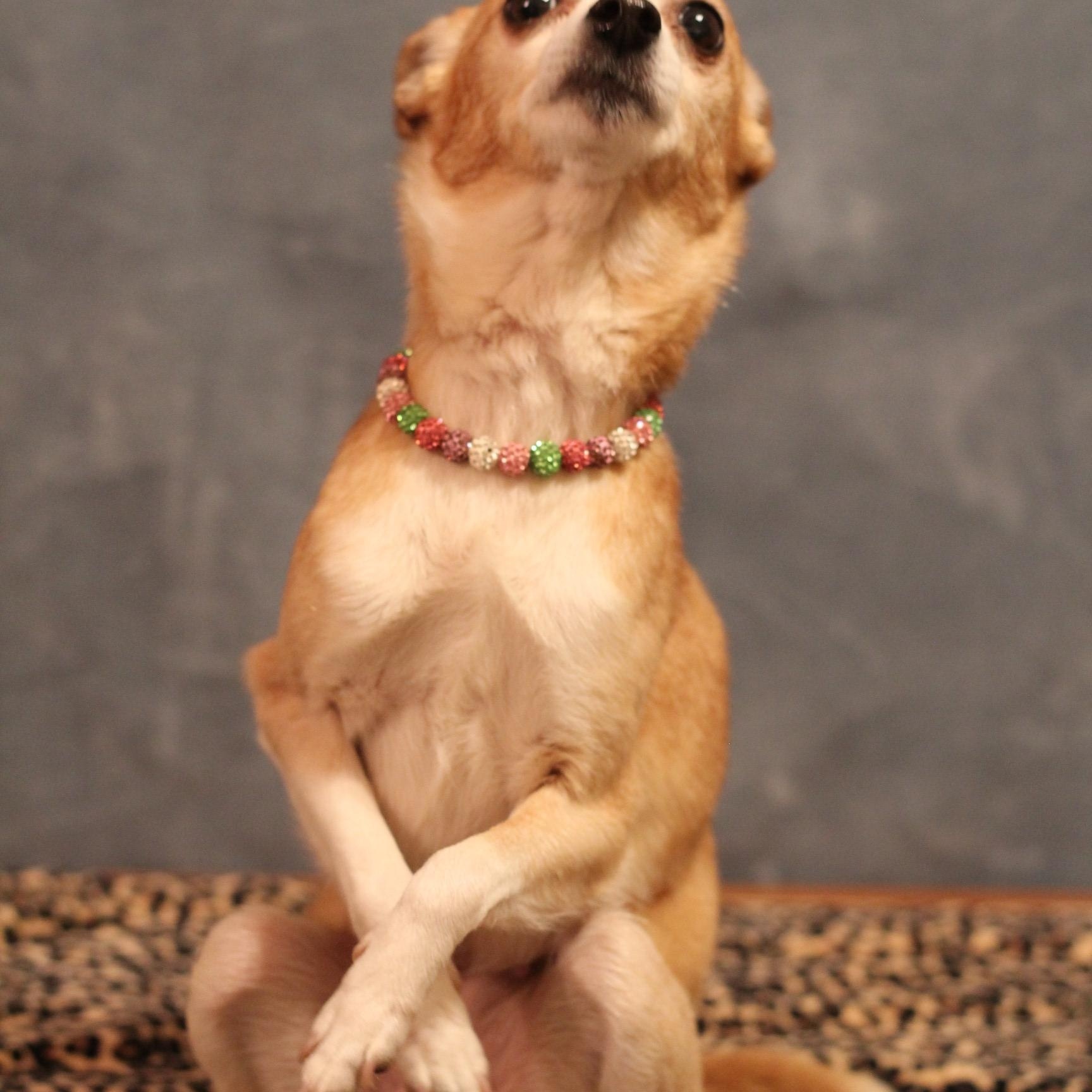 Enlarge Punkin, a Adoptable Chihuahua in Yukon, OK image 3/4