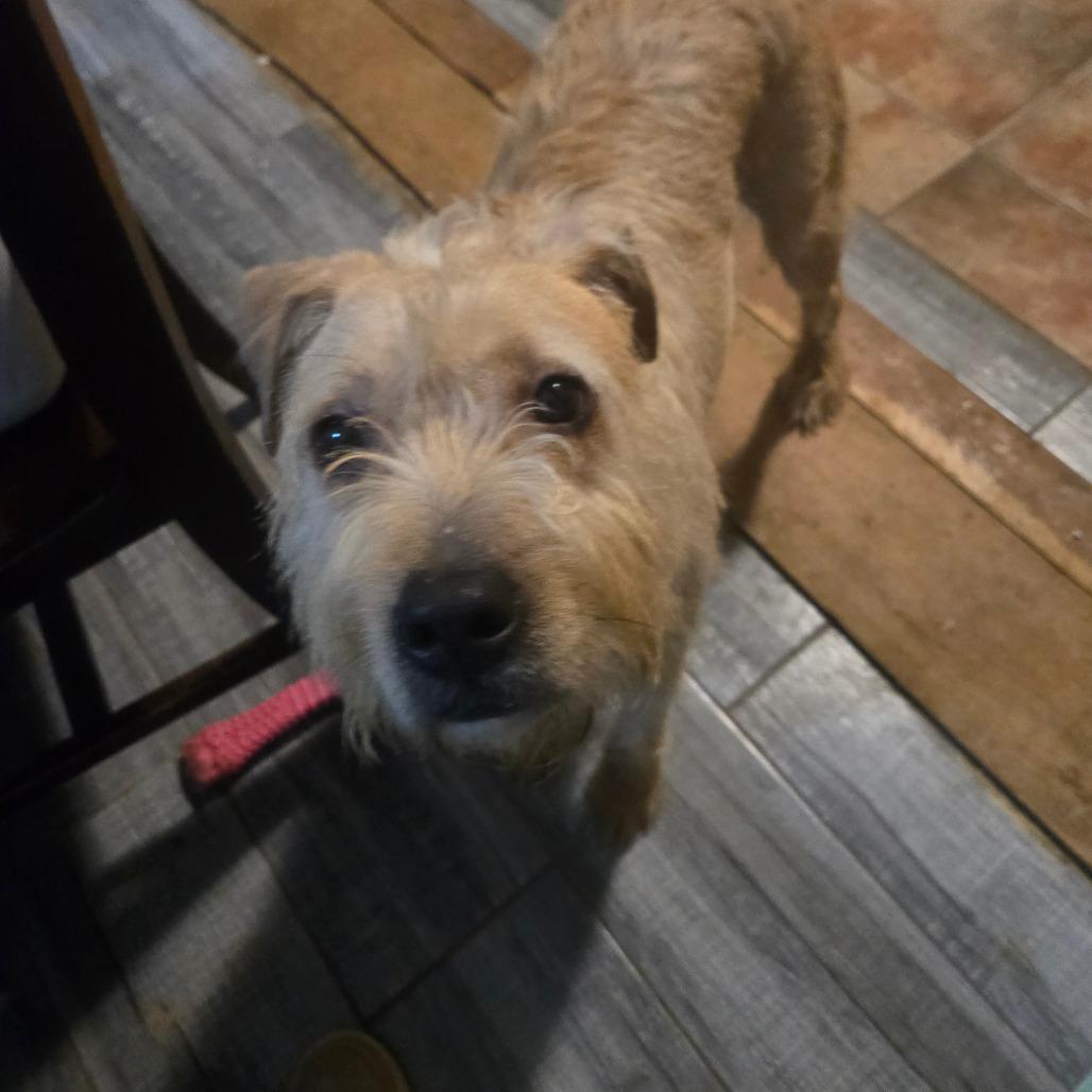 Rocky — thumbnail 3