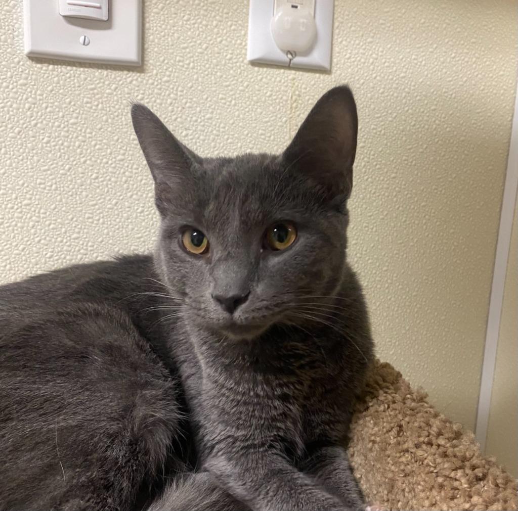 Flapjack, Adoptable, Kitten Male Domestic Short Hair.