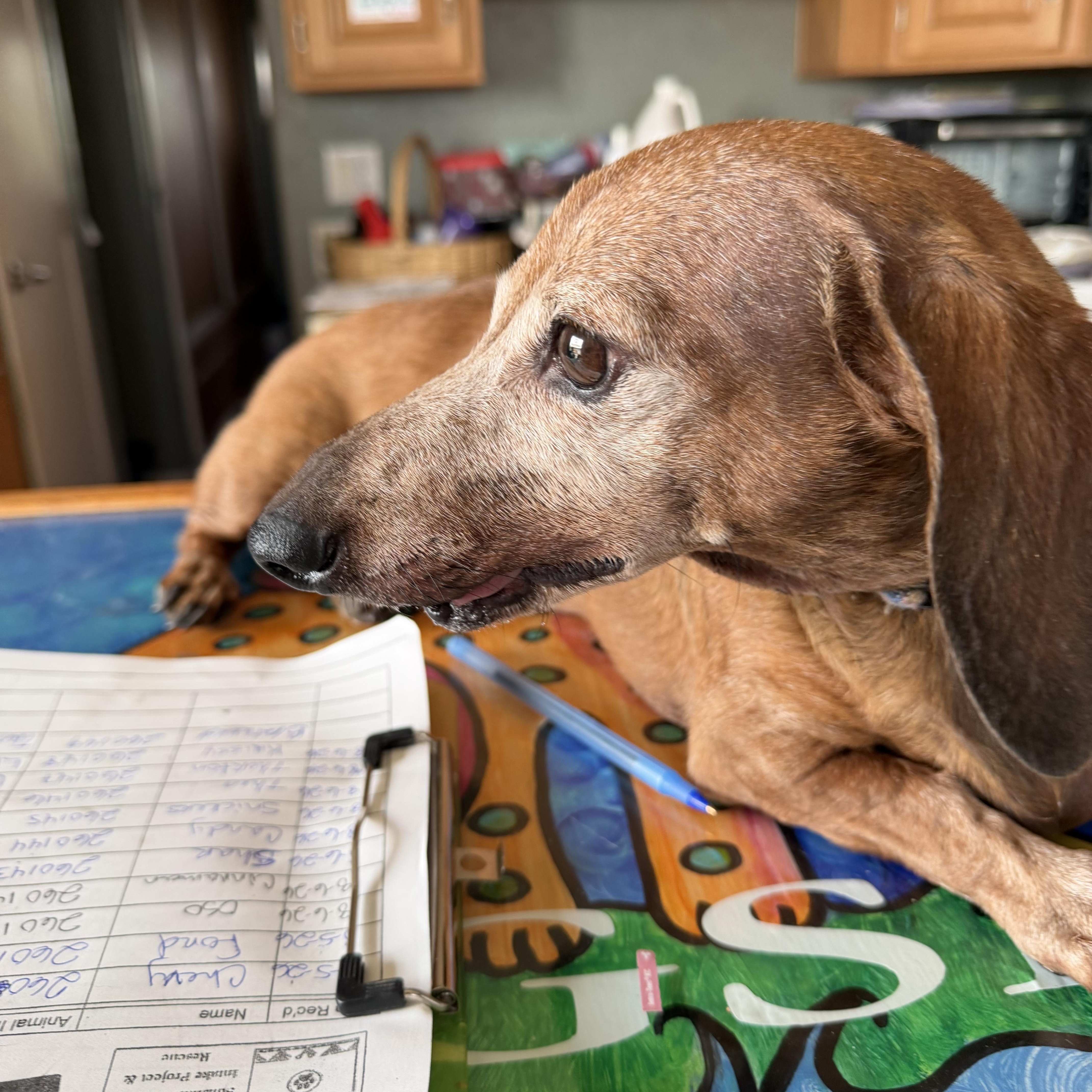 Enlarge Bratworst, an adopted Dachshund in Deming, NM image 1/1