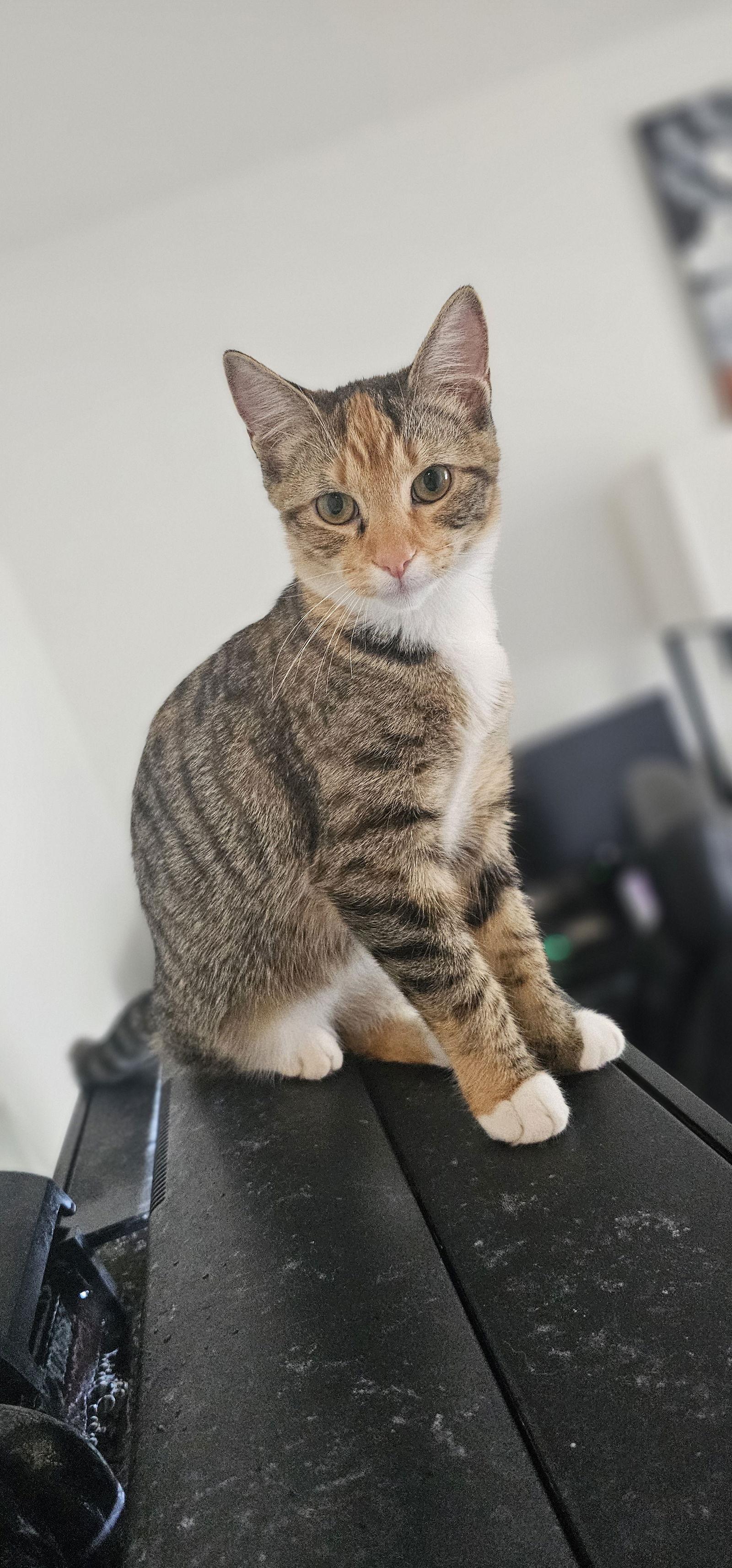 Daphne, Adoptable, Young Female Domestic Short Hair.