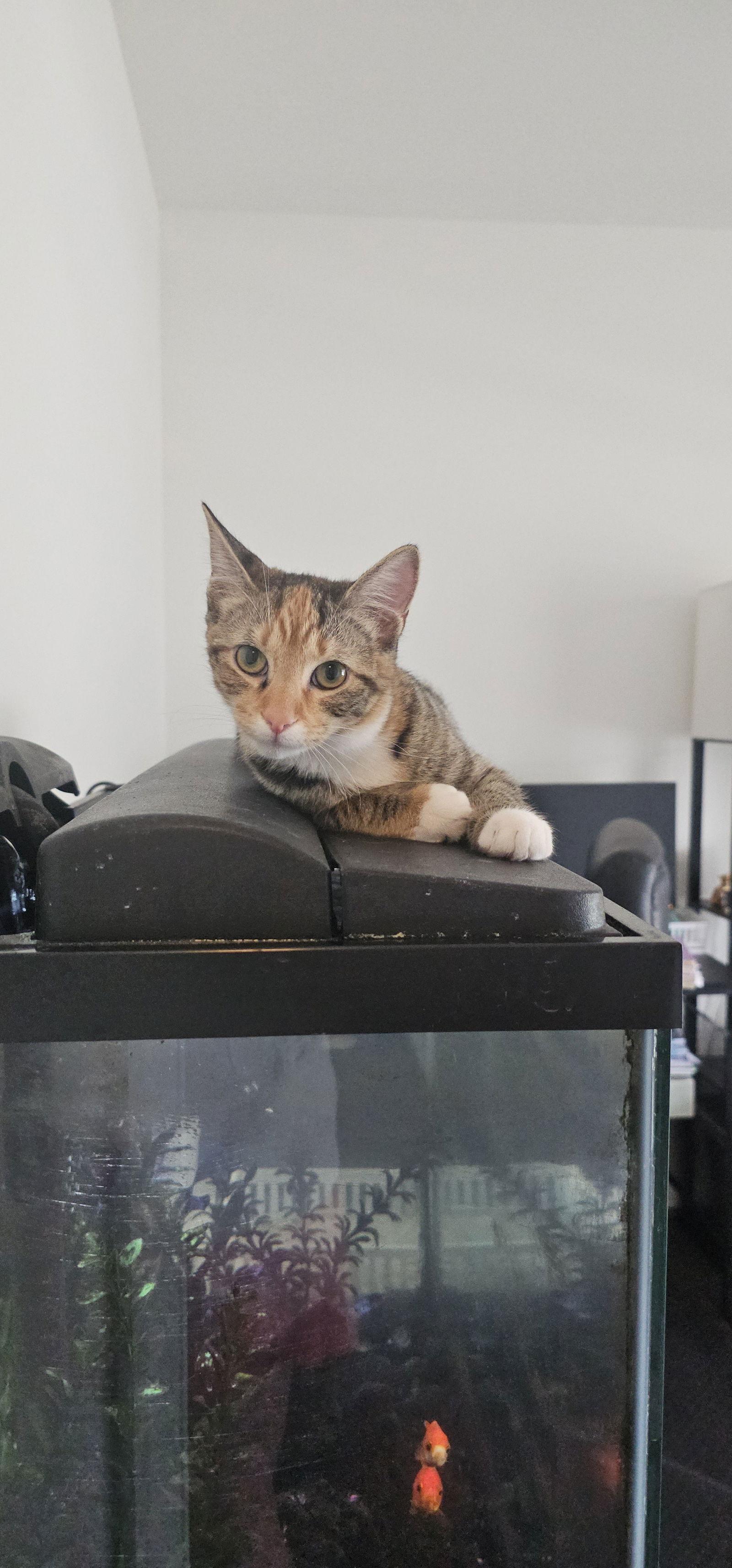 Enlarge Daphne, a Adoptable Domestic Short Hair in Hanover, PA image 2/3