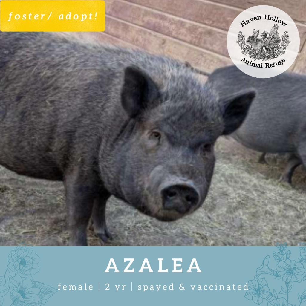 Azelea, Adoptable, Adult Female Vietnamese Pot Bellied.