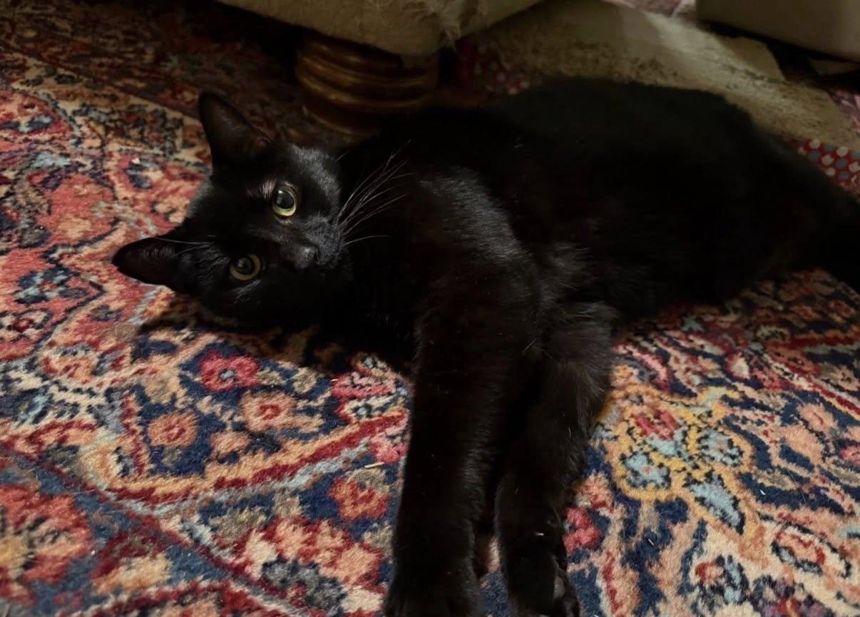 Enlarge Kiki, a Adoptable Domestic Short Hair in Sonora, CA image 1/1