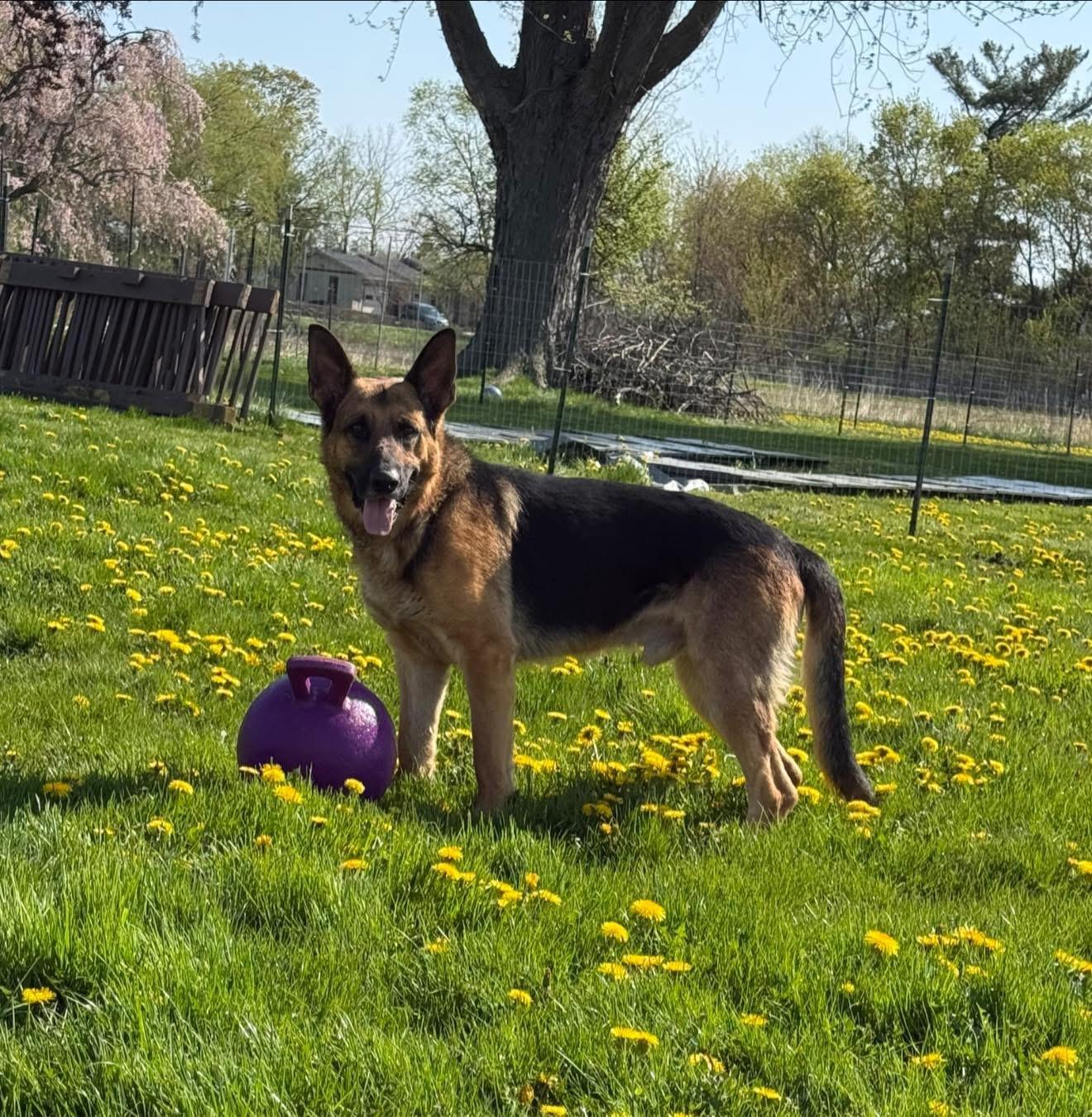 Juju, ADOPTABLE, Adult Male German Shepherd Dog.
