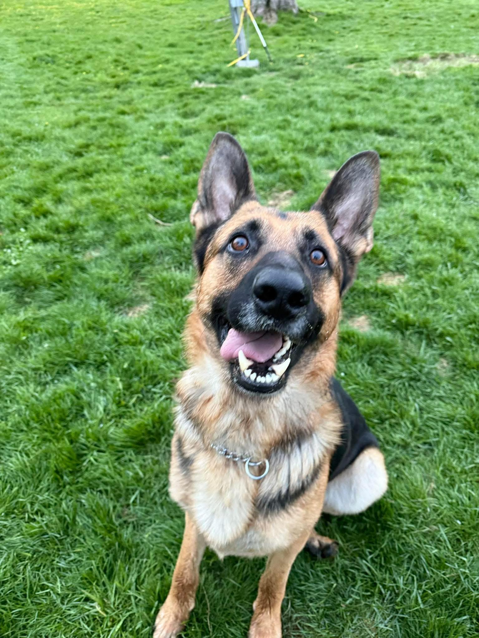 Juju, a ADOPTABLE German Shepherd Dog in Hilton, NY image 2/6