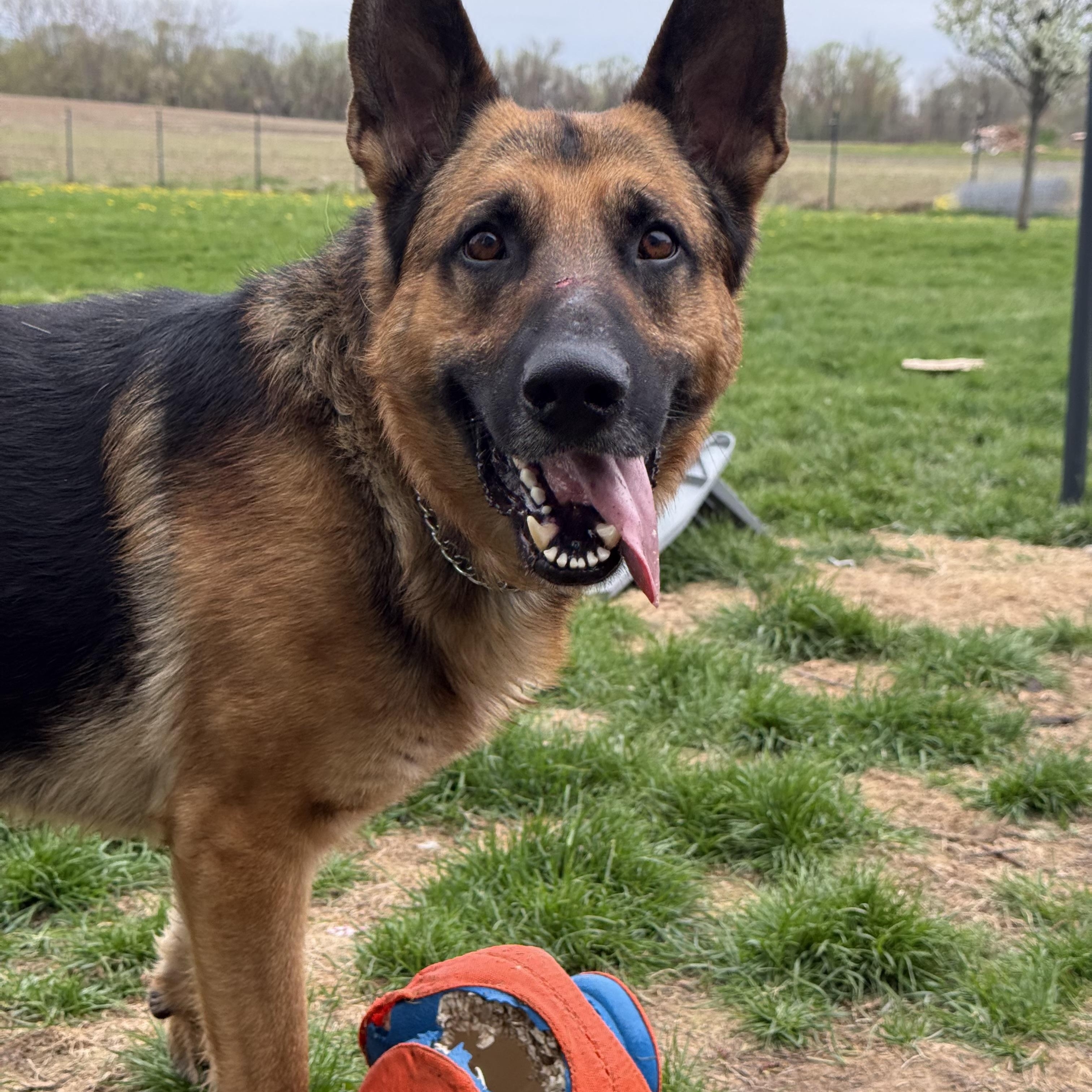 Juju, a ADOPTABLE German Shepherd Dog in Hilton, NY image 6/6