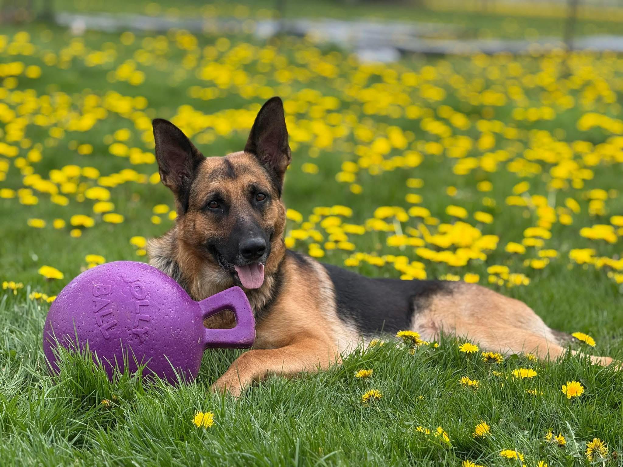 Juju, a ADOPTABLE German Shepherd Dog in Hilton, NY image 4/6