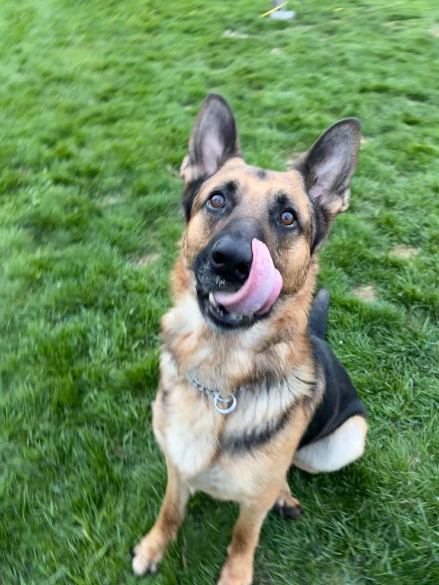 Juju, a ADOPTABLE German Shepherd Dog in Hilton, NY image 5/6