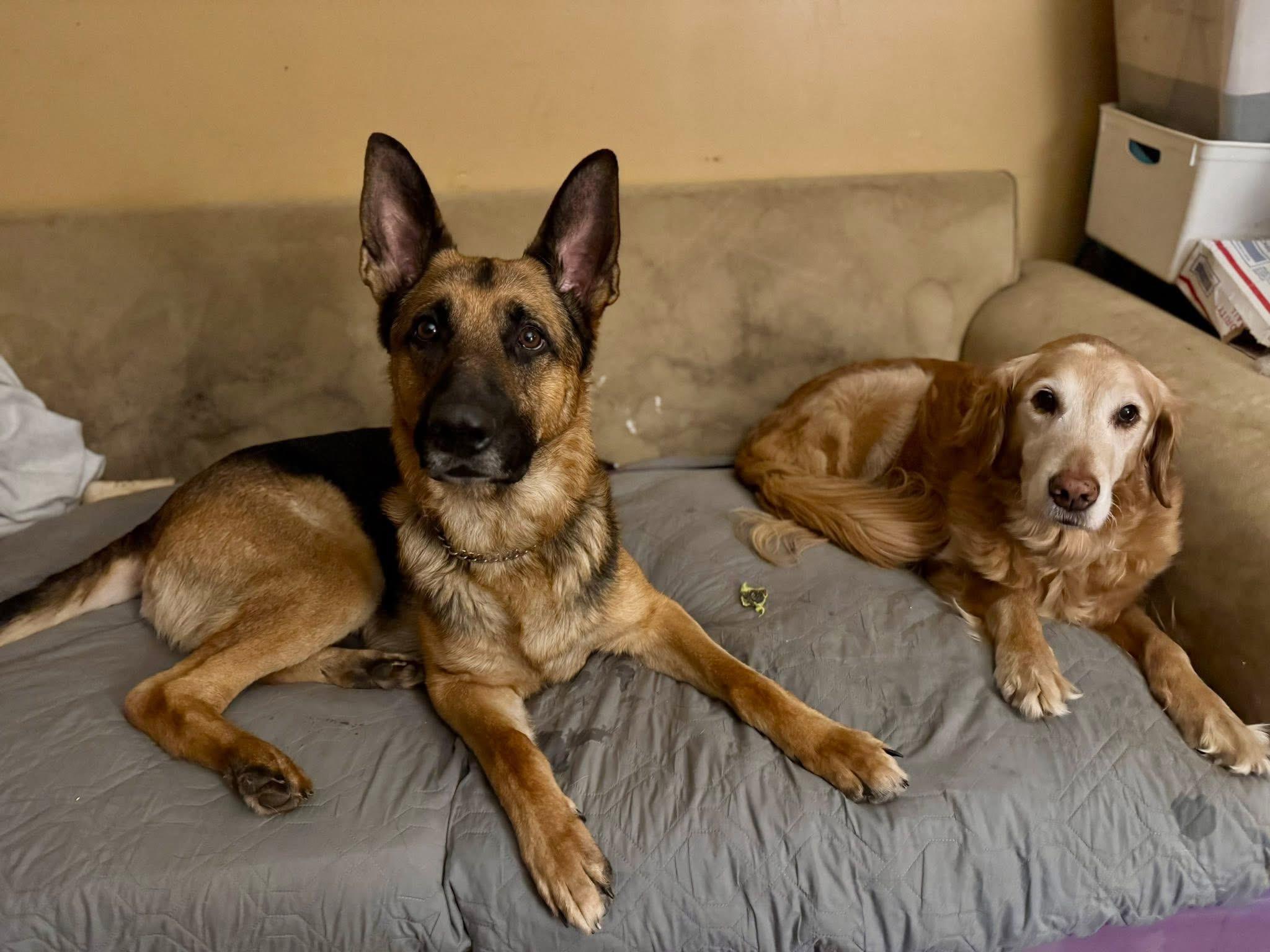 Juju, a ADOPTABLE German Shepherd Dog in Hilton, NY image 3/6