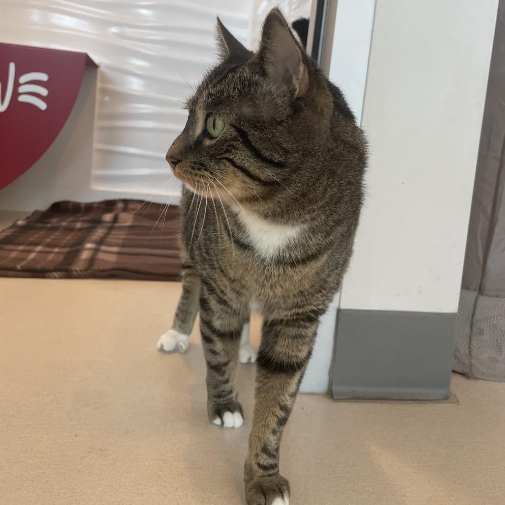 Blu, Adoptable, Senior Male Domestic Short Hair.