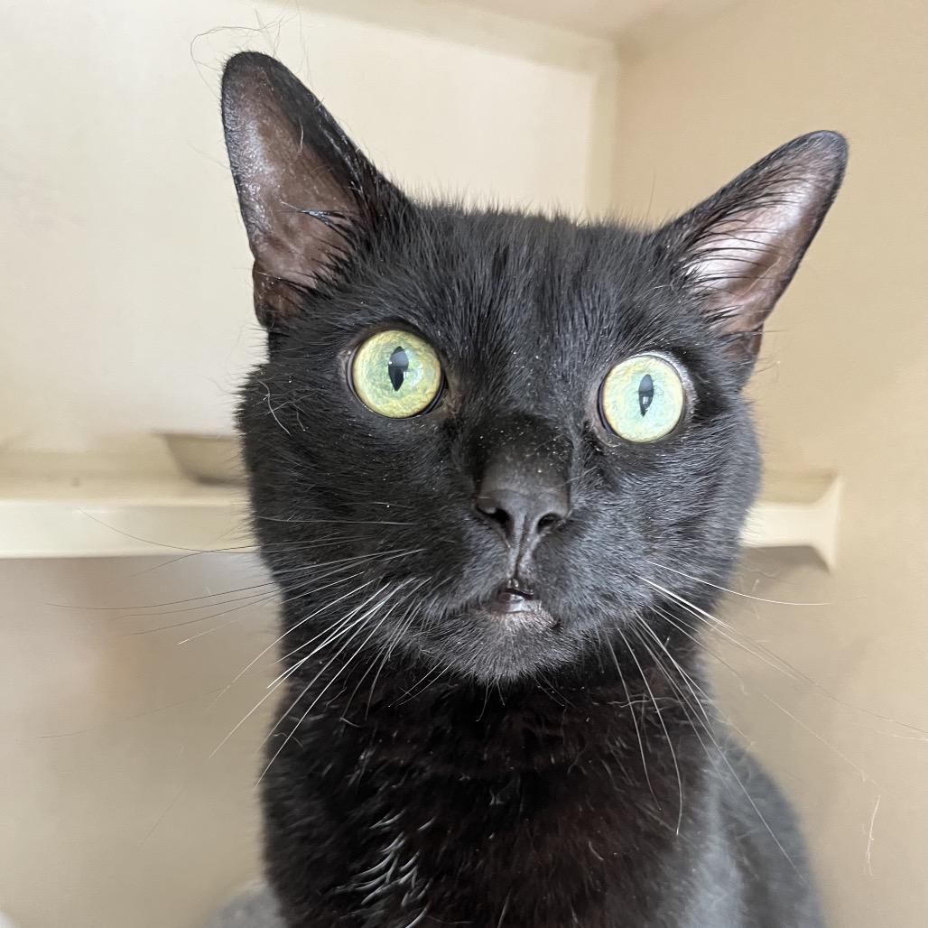 Enlarge Ozzi, a Adoptable Domestic Short Hair in Calverton, NY image 1/4