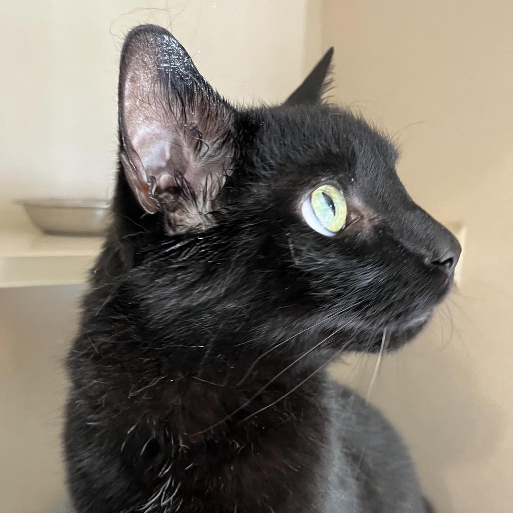 Enlarge Ozzi, a Adoptable Domestic Short Hair in Calverton, NY image 2/4