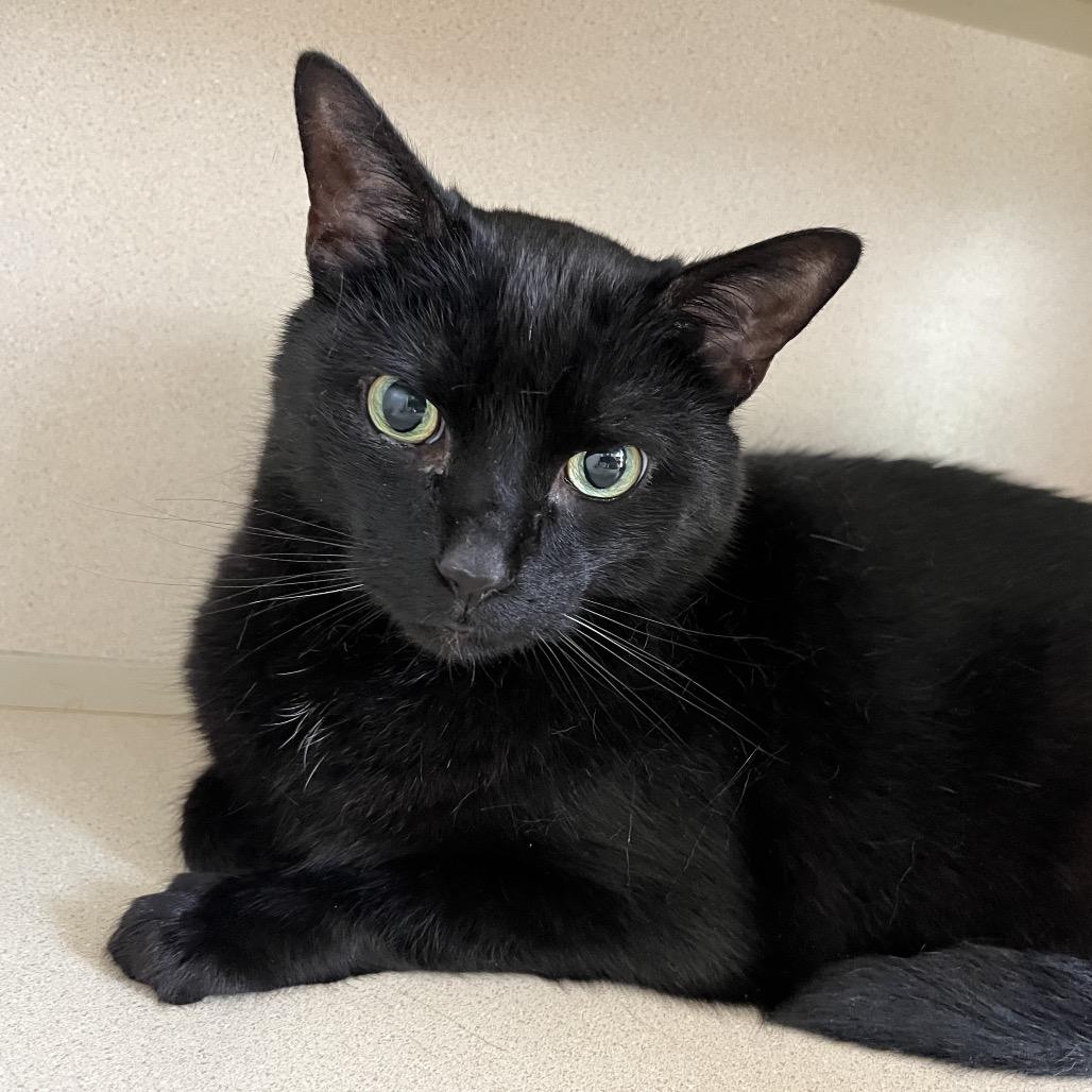 Enlarge Ozzi, a Adoptable Domestic Short Hair in Calverton, NY image 3/4
