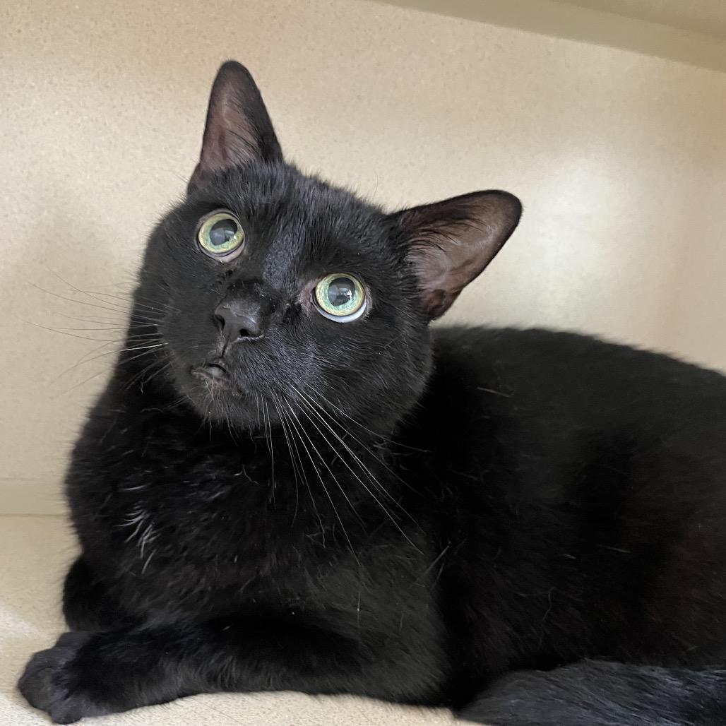 Enlarge Ozzi, a Adoptable Domestic Short Hair in Calverton, NY image 4/4