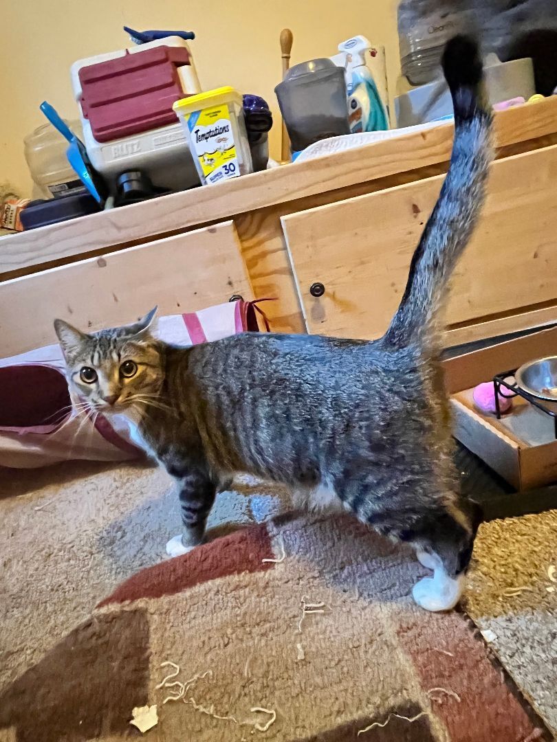 Cricket, an adoptable Domestic Short Hair in Anoka, MN, 55303 | Photo Image 4