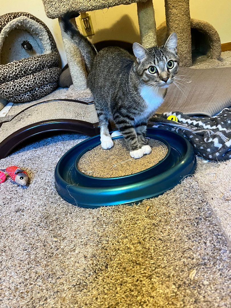 Cricket, an adoptable Domestic Short Hair in Anoka, MN, 55303 | Photo Image 2