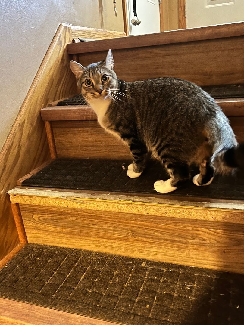 Cricket, an adoptable Domestic Short Hair in Anoka, MN, 55303 | Photo Image 2