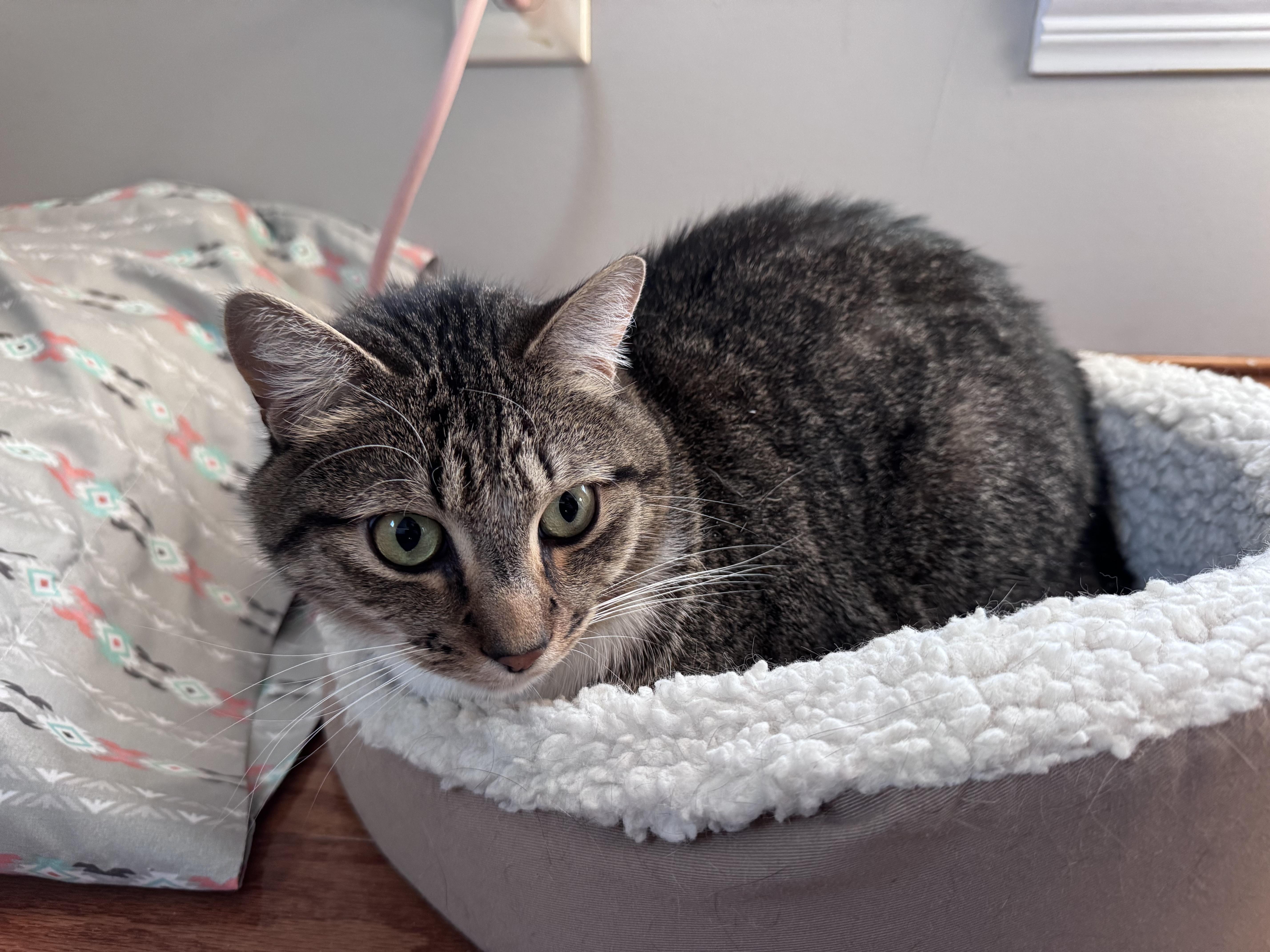 Cricket, an adoptable Domestic Short Hair in Anoka, MN, 55303 | Photo Image 3