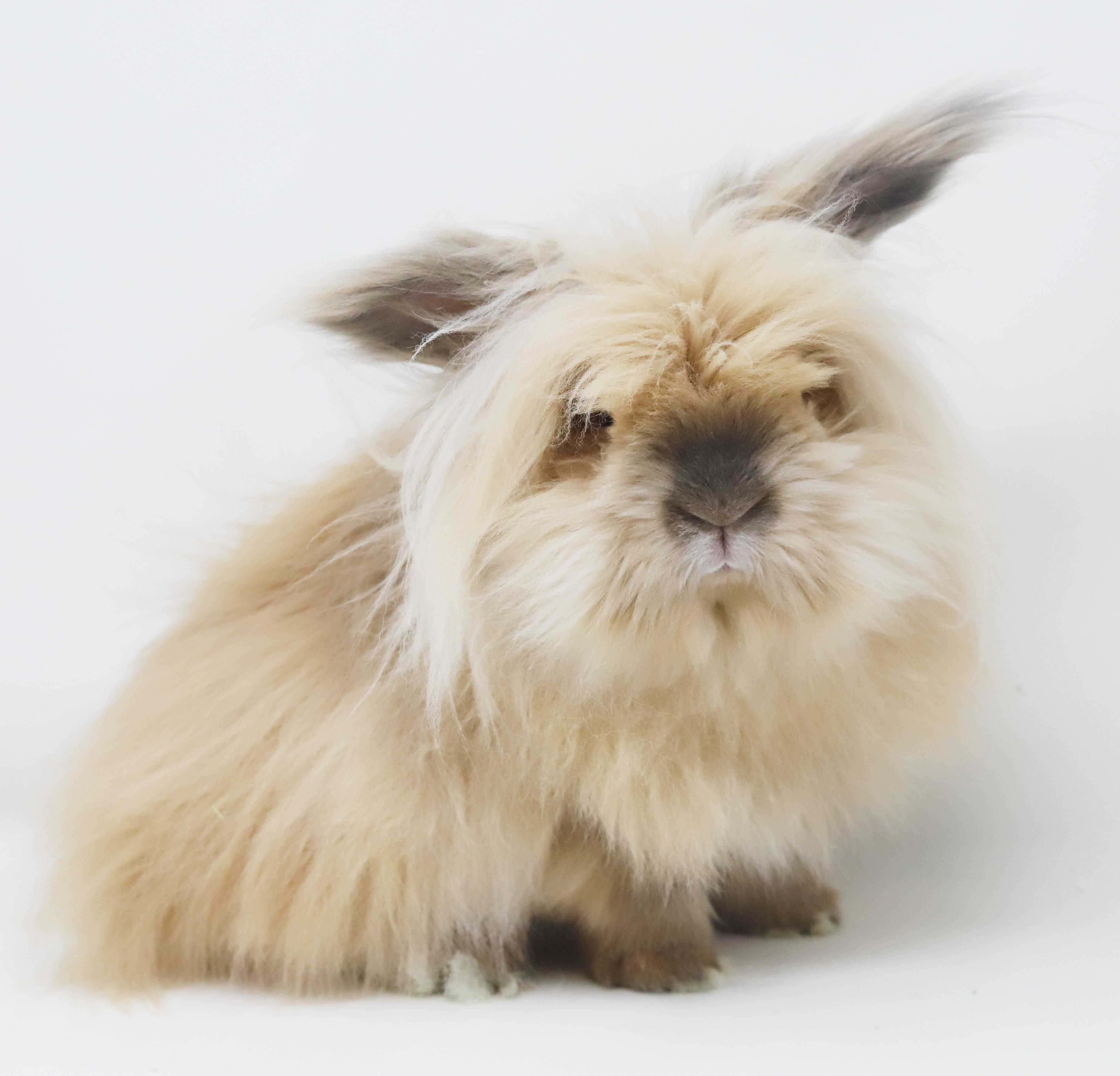 Enlarge Sandy is just a handsome snuggle bunny!  Soooo darn cool!, a Adoptable mixed breed in Bedford Hills, NY image 5/6