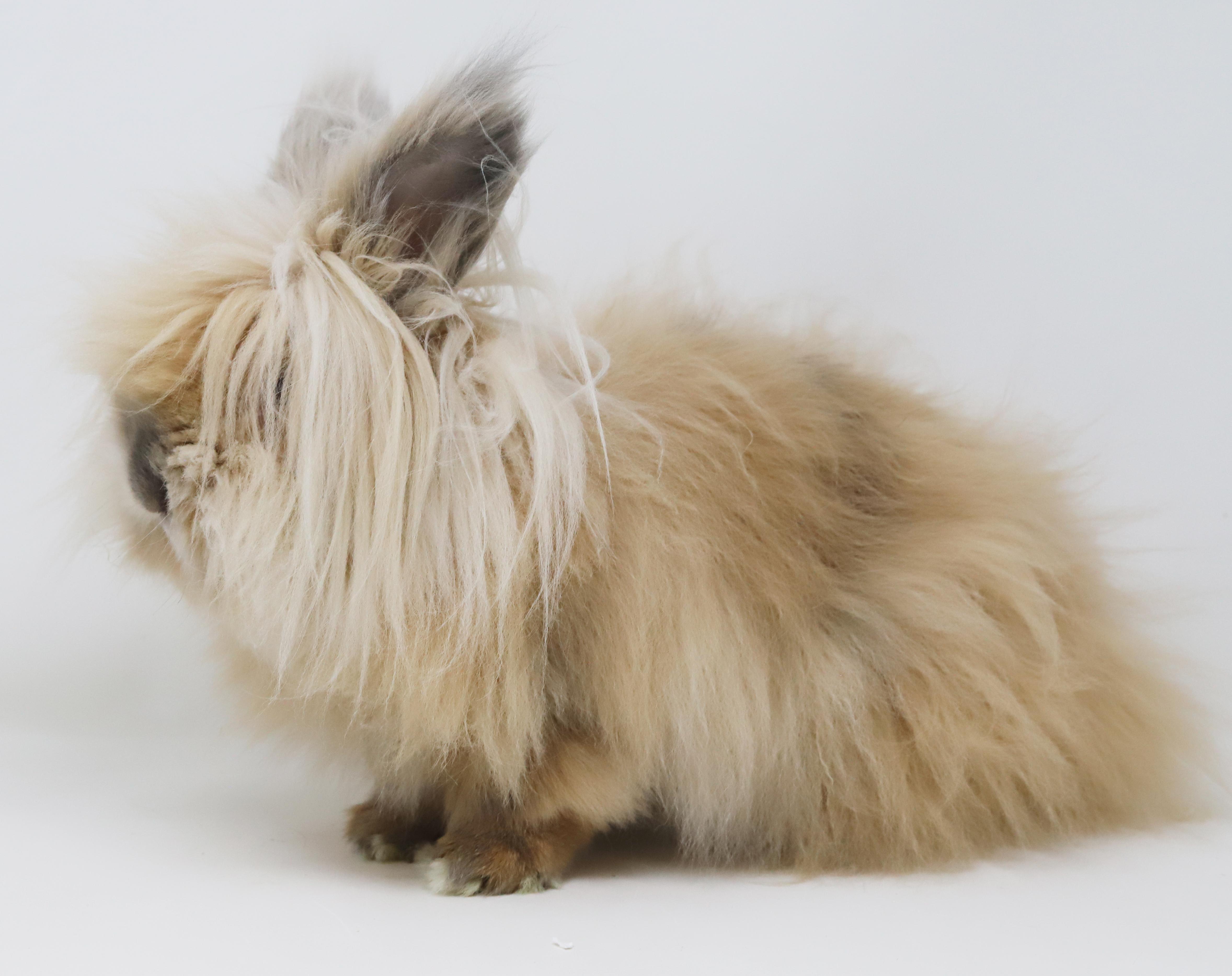 Enlarge Sandy is just a handsome snuggle bunny!  Soooo darn cool!, a Adoptable mixed breed in Bedford Hills, NY image 2/6