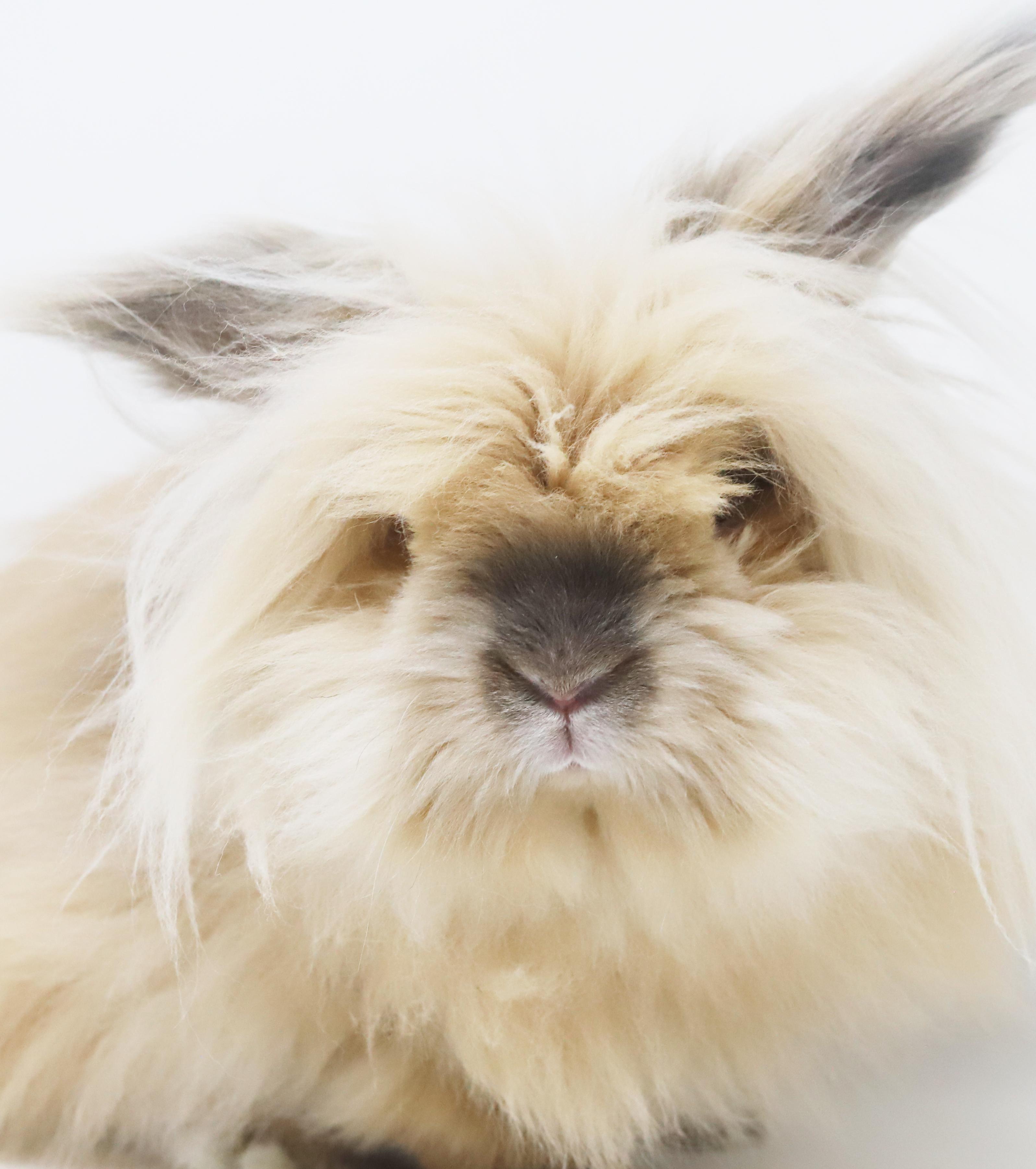 Enlarge Sandy is just a handsome snuggle bunny!  Soooo darn cool!, a Adoptable mixed breed in Bedford Hills, NY image 1/6