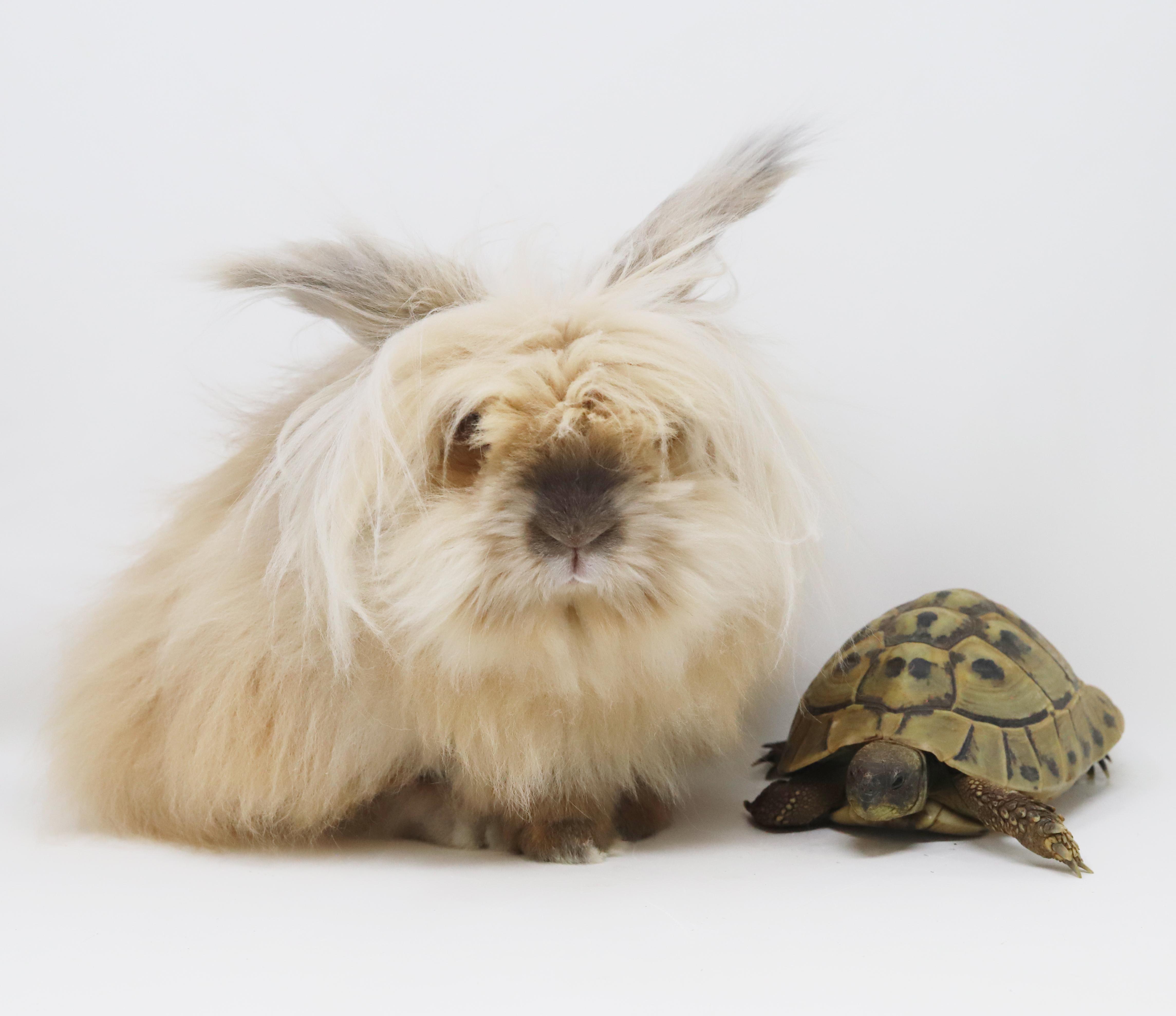 Enlarge Sandy is just a handsome snuggle bunny!  Soooo darn cool!, a Adoptable mixed breed in Bedford Hills, NY image 6/6