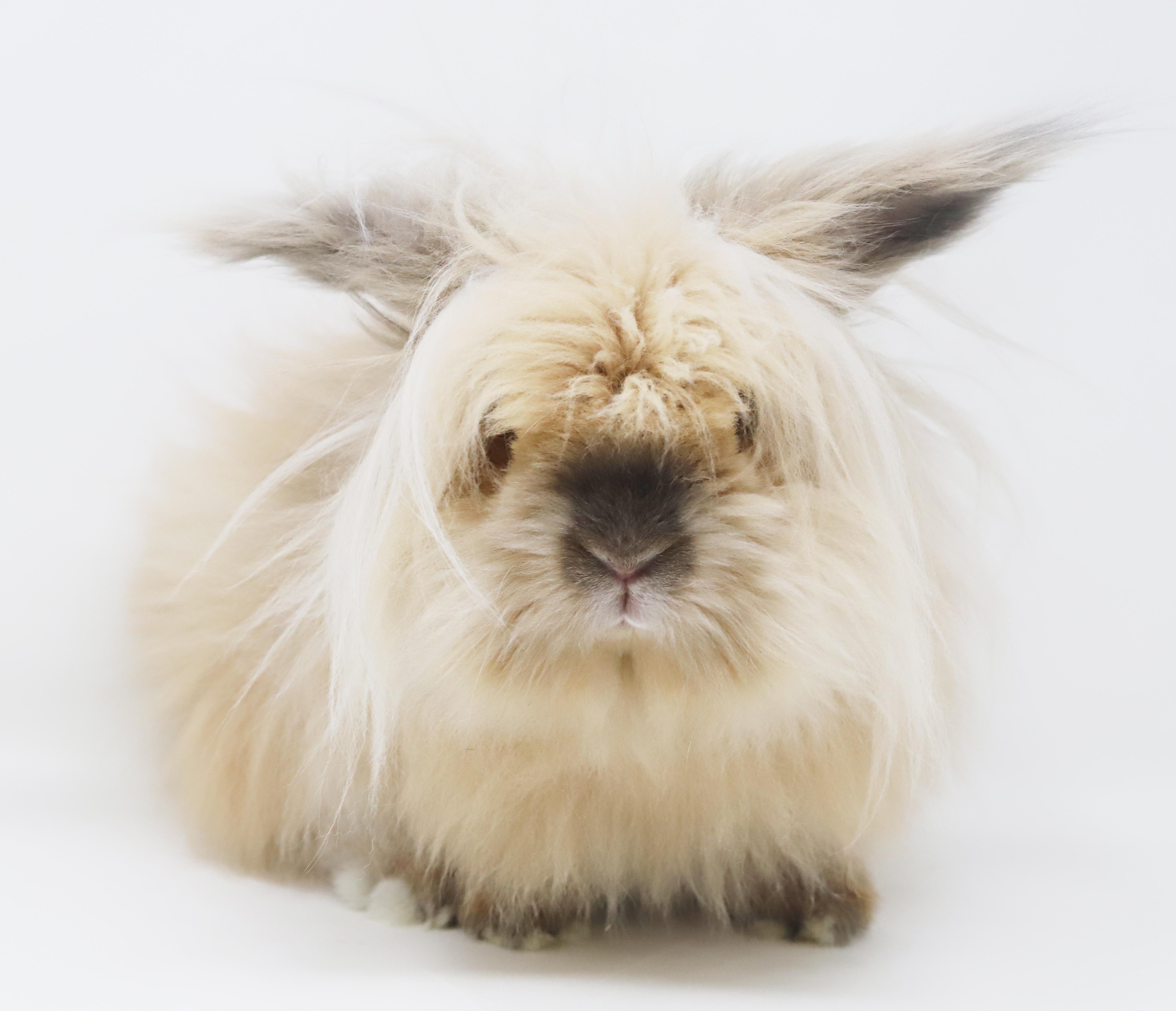 Enlarge Sandy is just a handsome snuggle bunny!  Soooo darn cool!, a Adoptable mixed breed in Bedford Hills, NY image 4/6