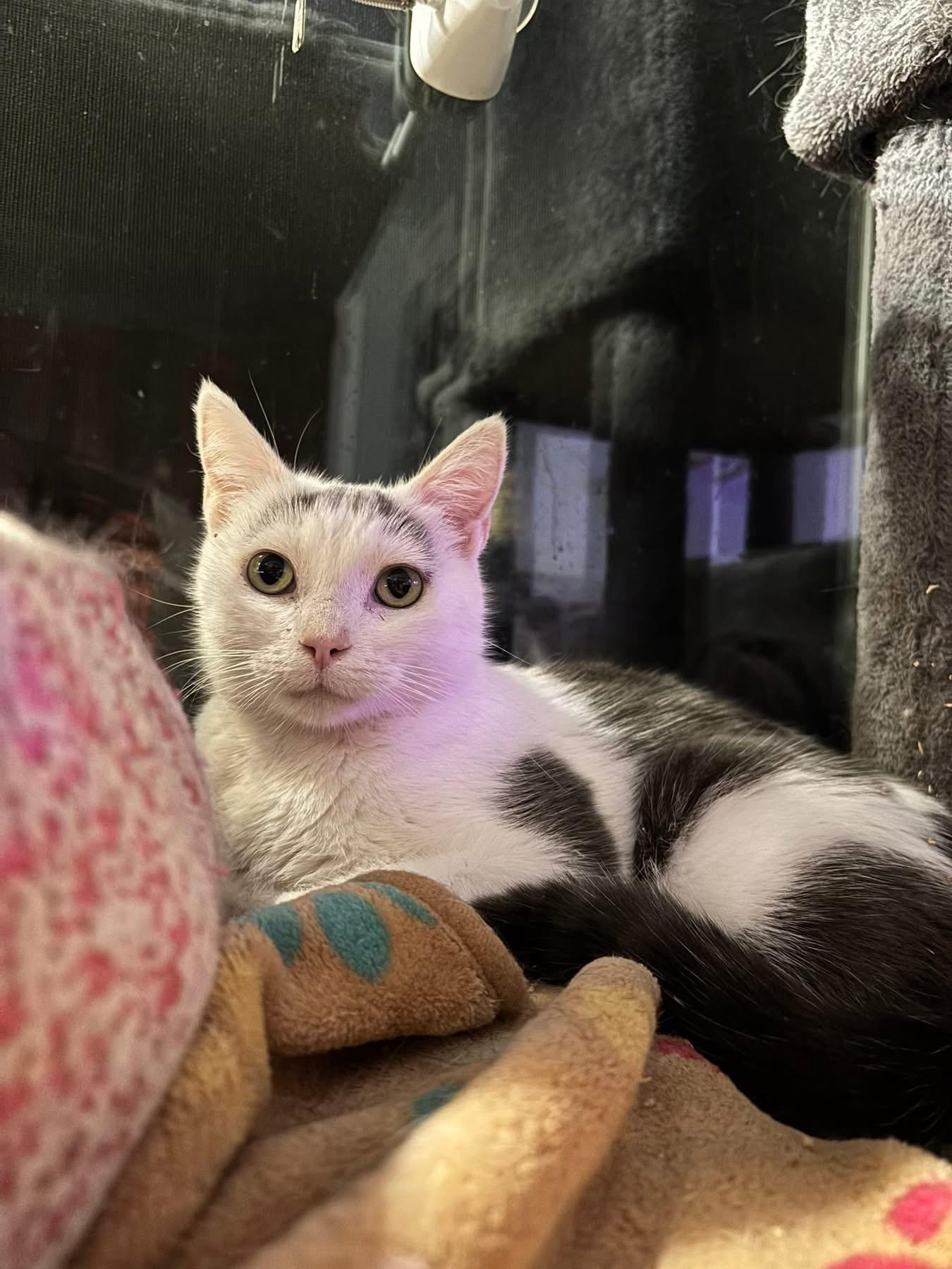 Fifi, a Adoptable Domestic Short Hair in Ortonville, MI image 1/5