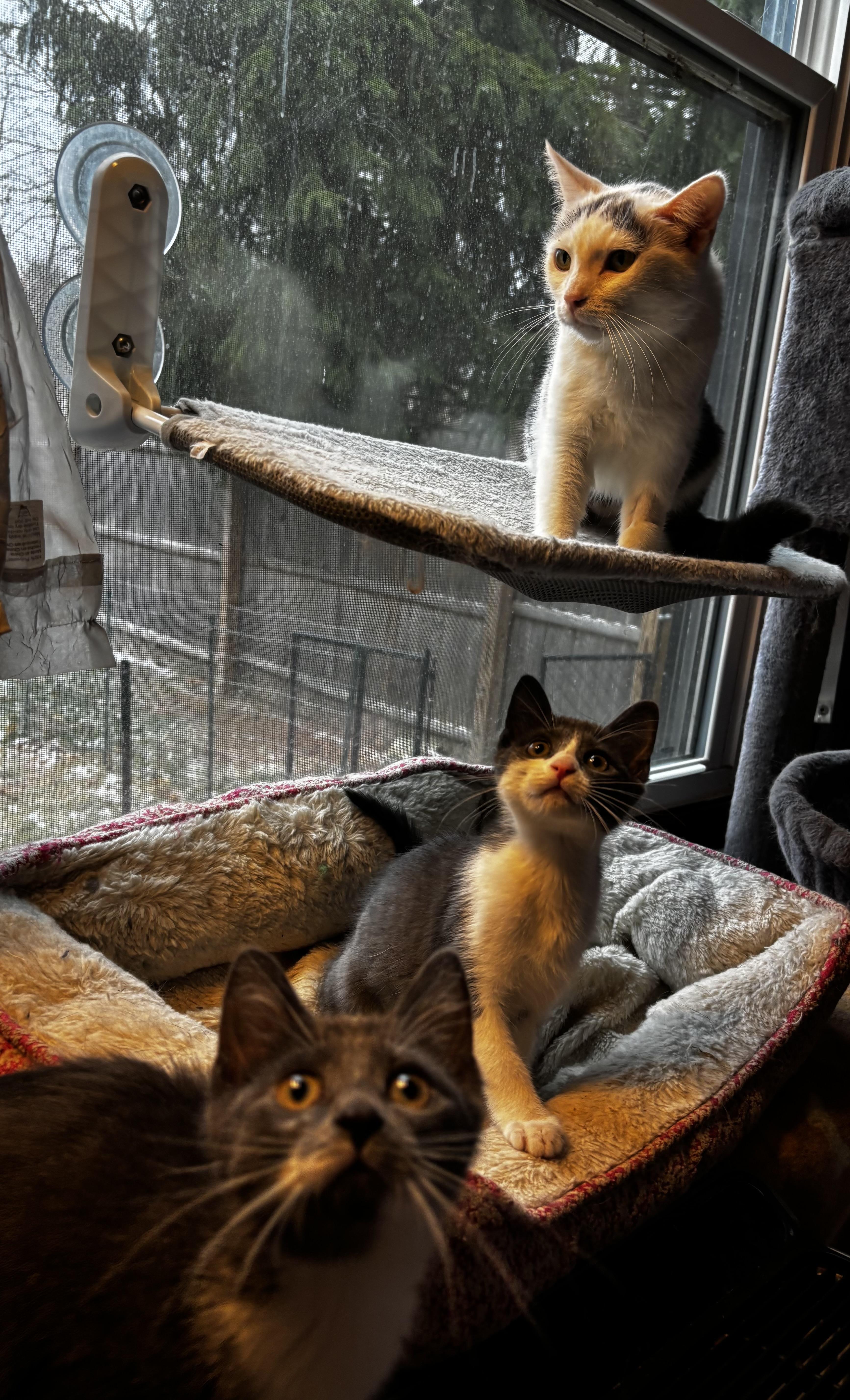 Fifi, a Adoptable Domestic Short Hair in Ortonville, MI image 2/5