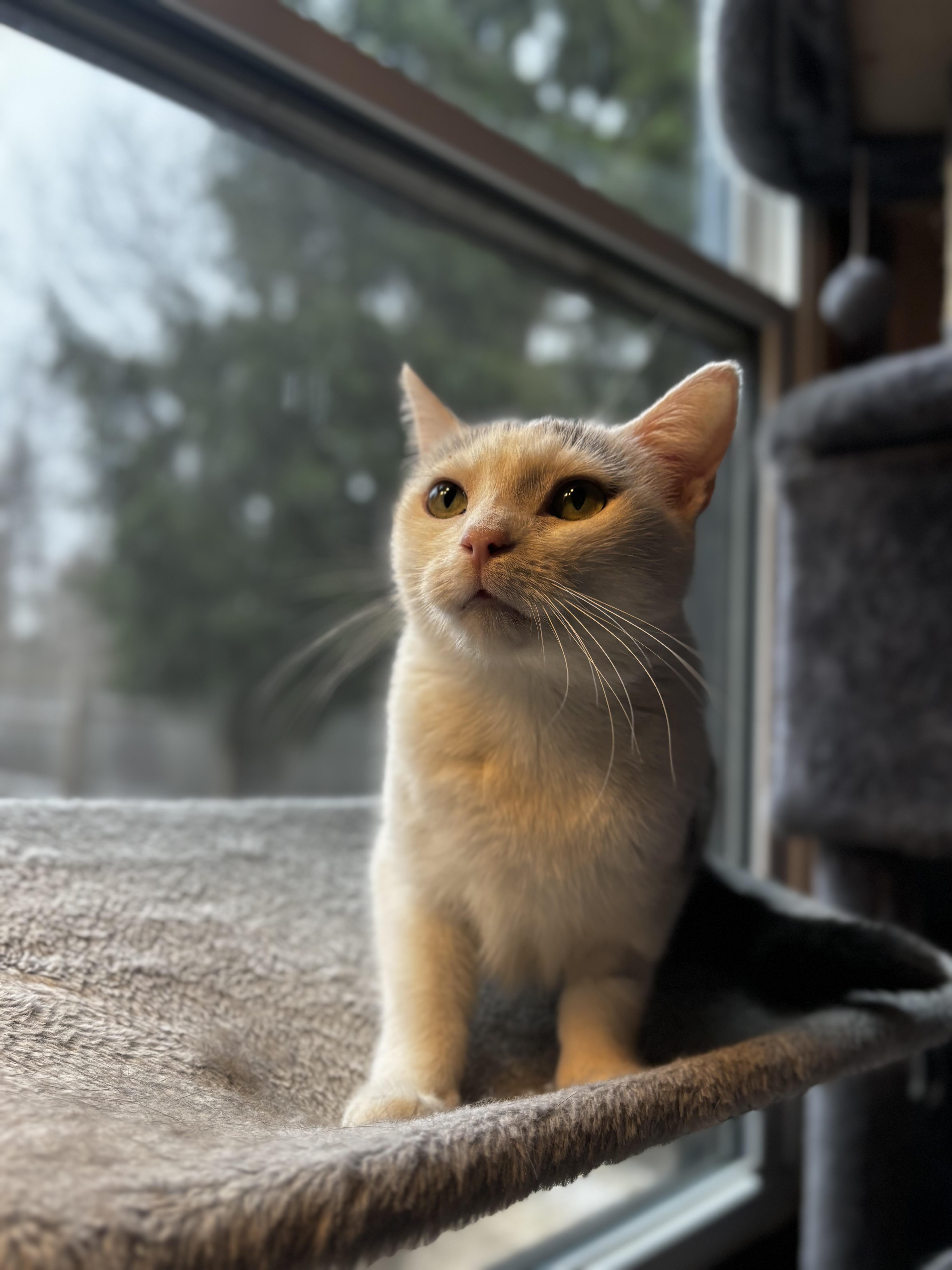 Fifi, Adoptable, Adult Female Domestic Short Hair.